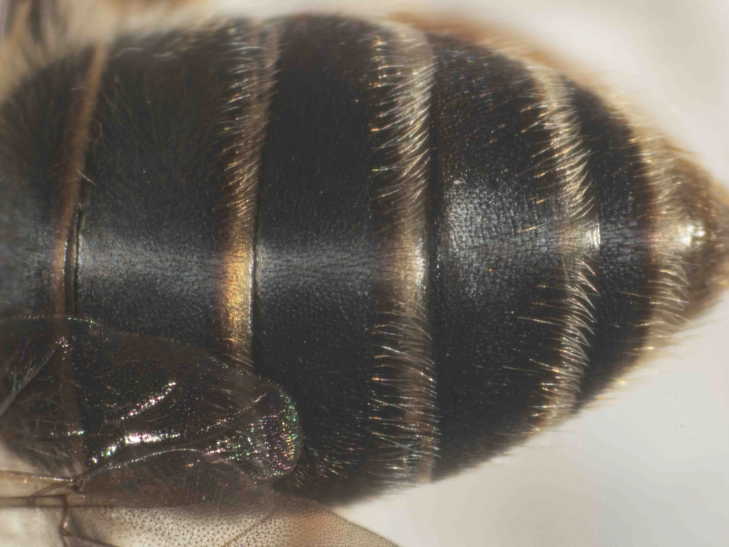  Key step 13: Metasoma with narrow silver or pale gold integumental bands –> Step 14  May be distinguished from sympatric males of  T. fuscus  by  width of metasomal bands  (they are gold and “not narrow” in  T. fuscus ).  Description male holotyp