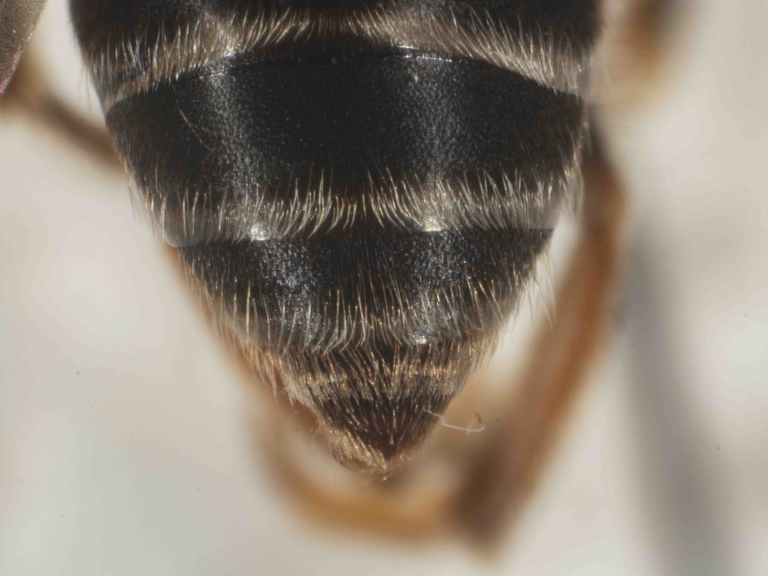  Apex of metasoma, showing T4-T7 