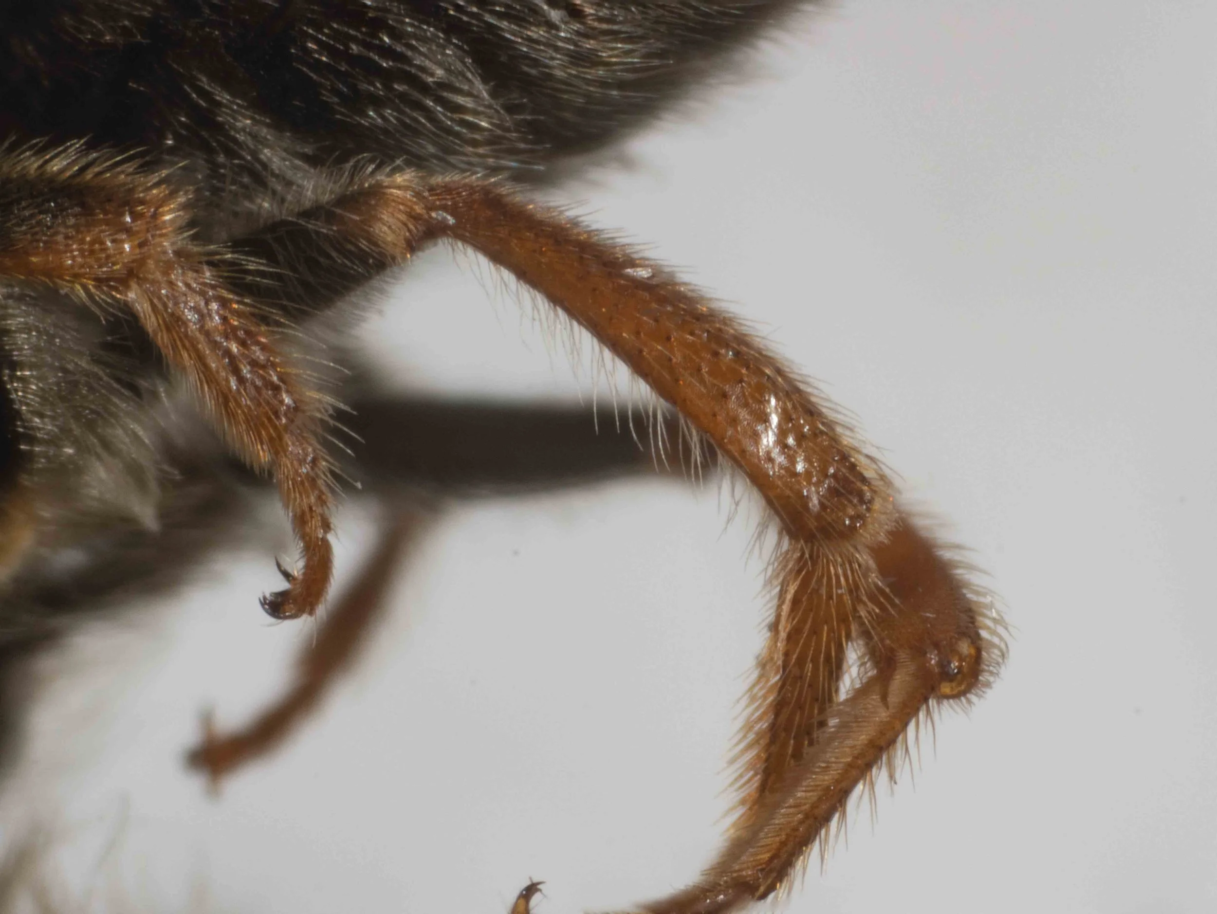  hind tibia, without the long fringe of hair characteristic of  T. venustus  