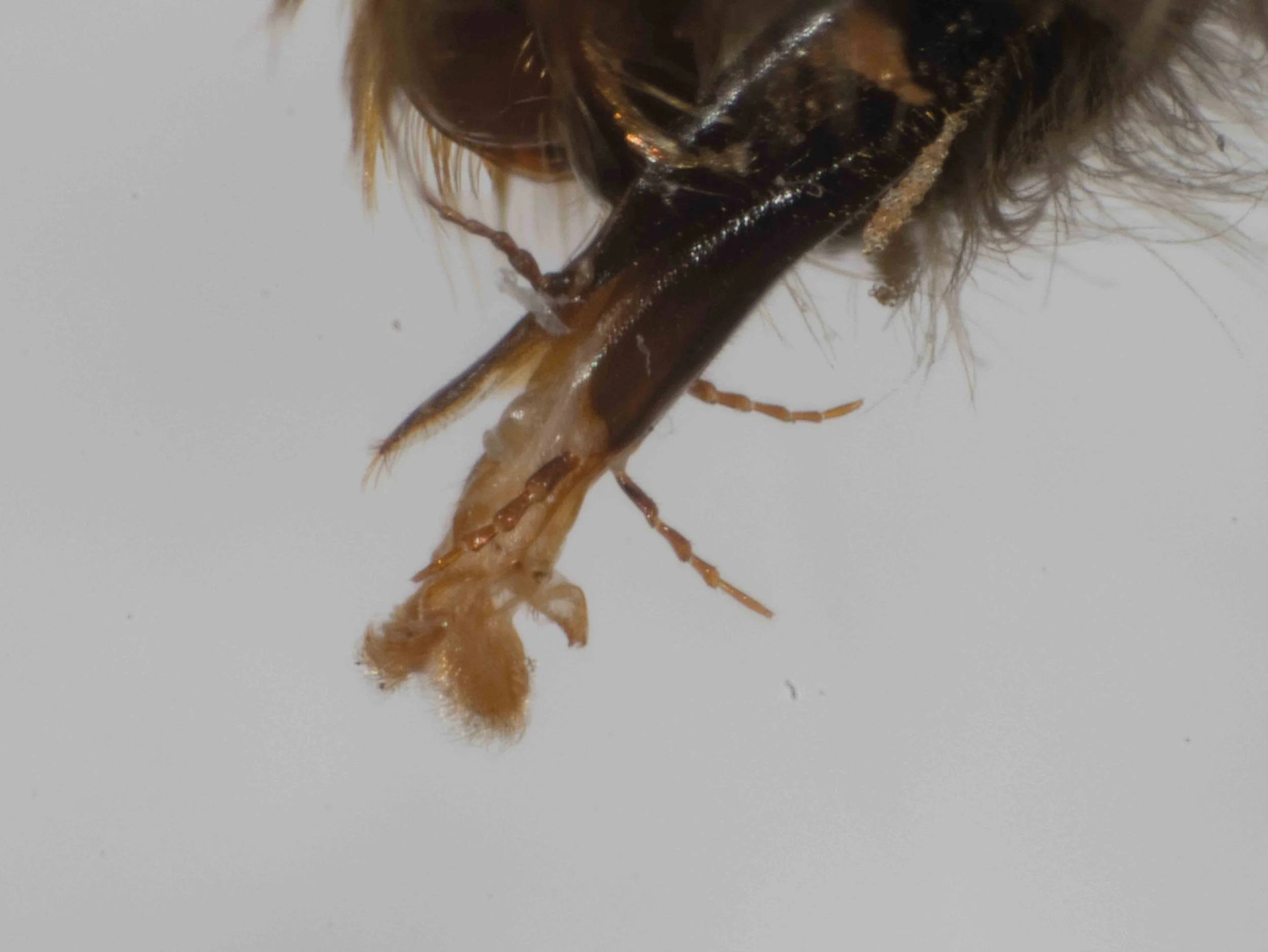 Mouthparts, showing the proboscis characteristic of Colletidae, with its mop-like glossa 