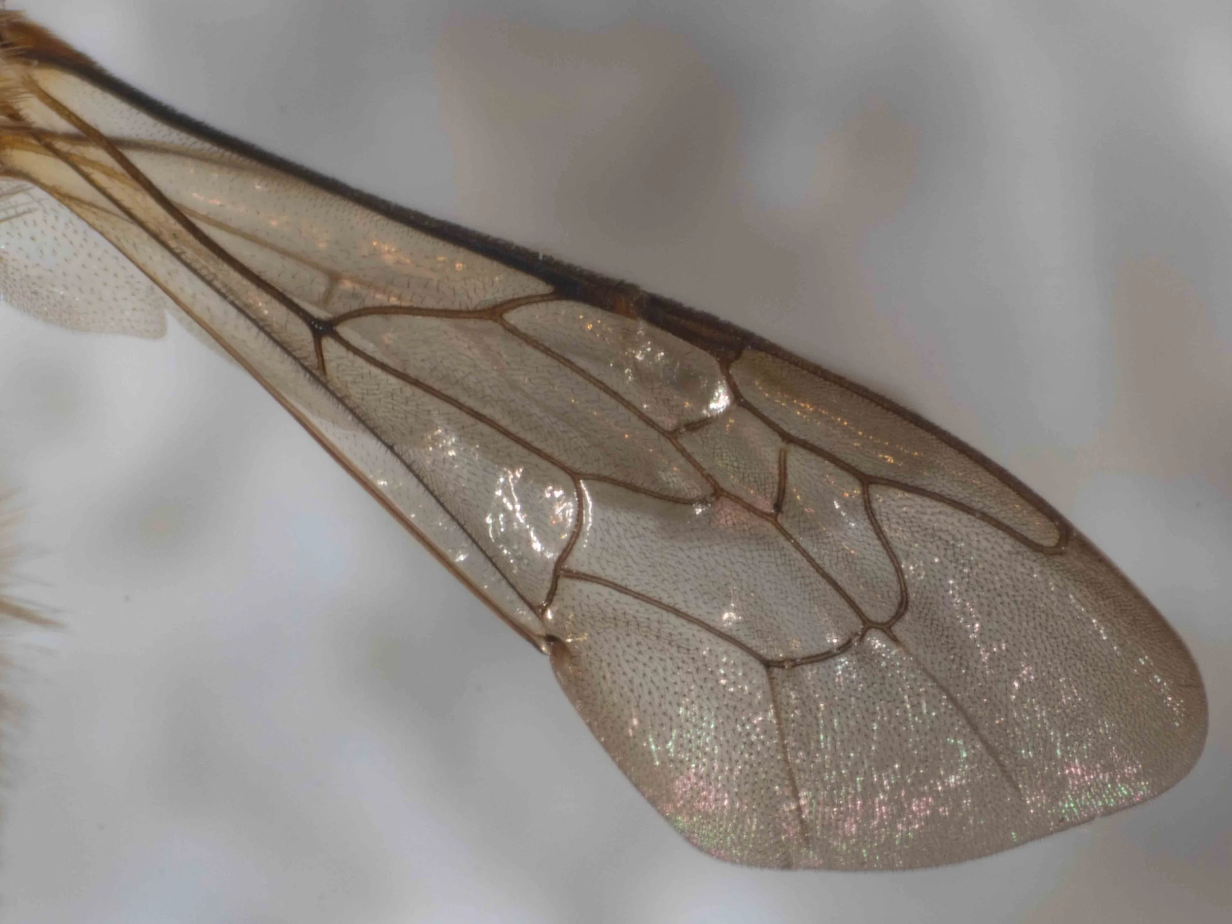  Forewing venation typical of  Trichocolletes , with:  “three submarginal cells; pterostigma short, parallel-sided; ending at, or slightly beyond, base of vein r.”  (Batley &amp; Houston 2012) 