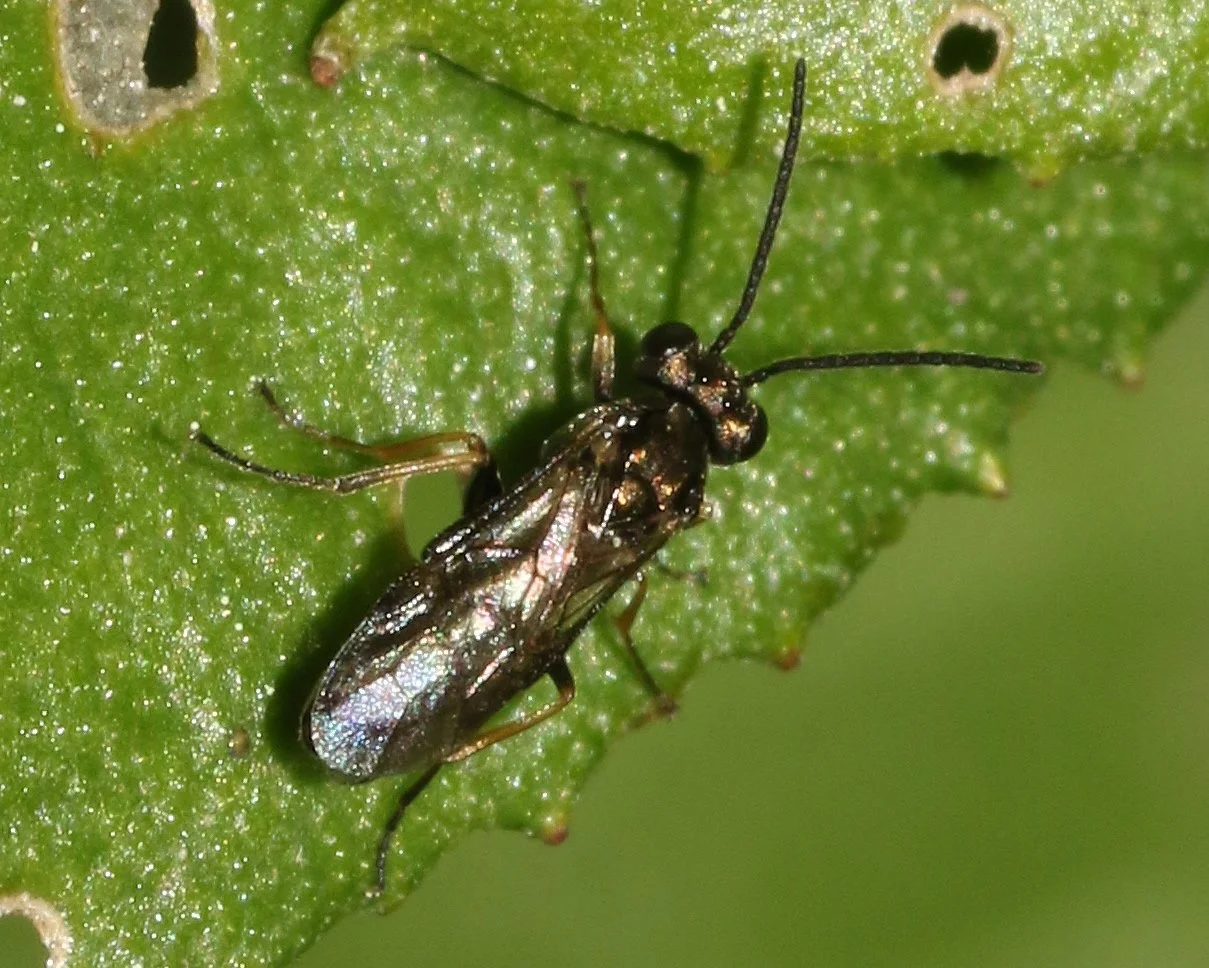   iNaturalist observation  - @mattcampbellaus  female viewed from above - head, thorax, abdomen piceous (glossy, dark brownish-black) - head as broad as thorax, finely and closely punctured - antennae black, 14-segmented, as long as abdomen - hind ta