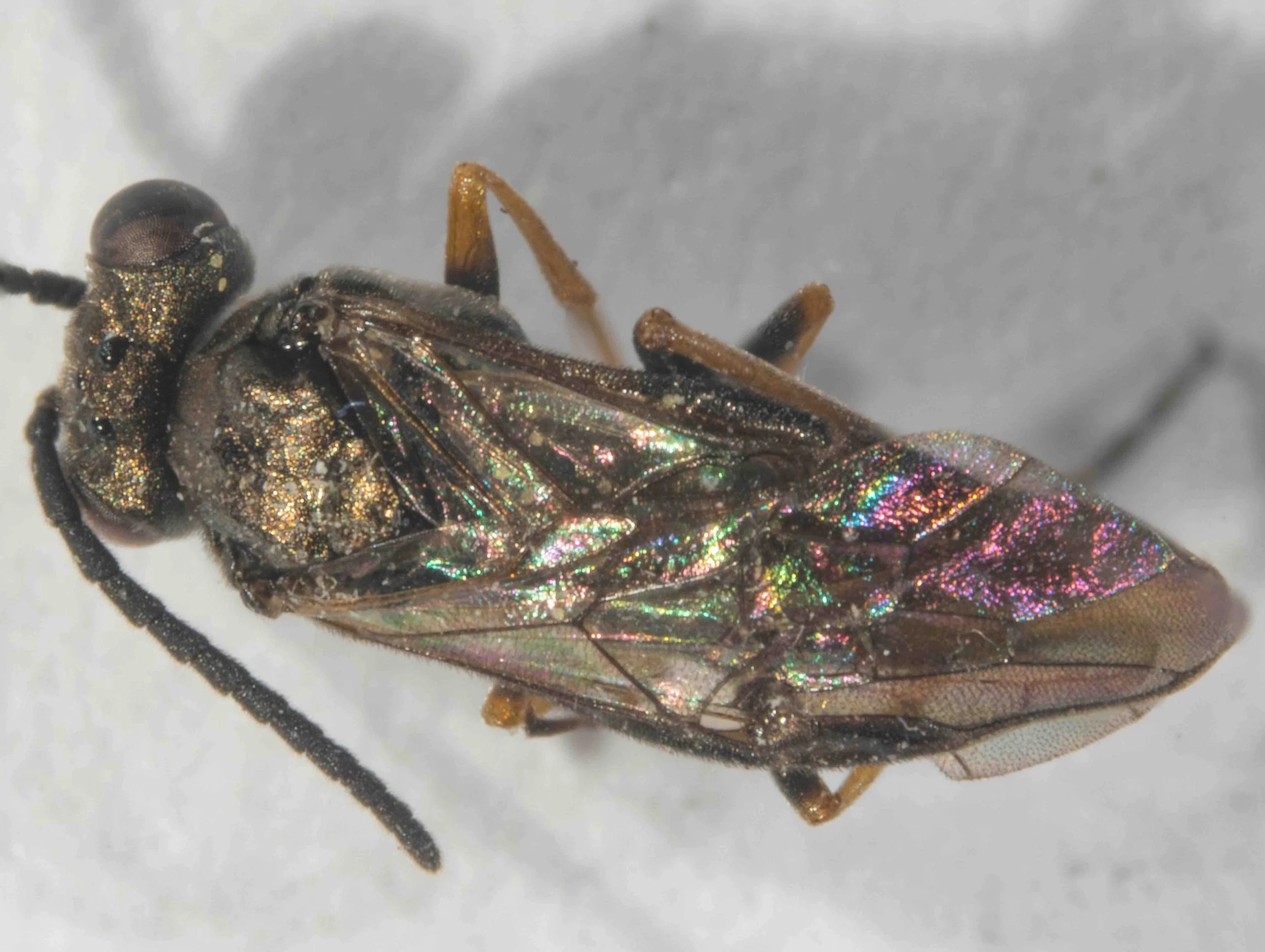  - head finely and closely punctured, with fine and short hairs, slightly shining - antennae as long as abdomen, 14-segmented - thorax dorsally almost flat, thinly covered with some fine, short and pale hairs, finely and closely punctured, shining - 