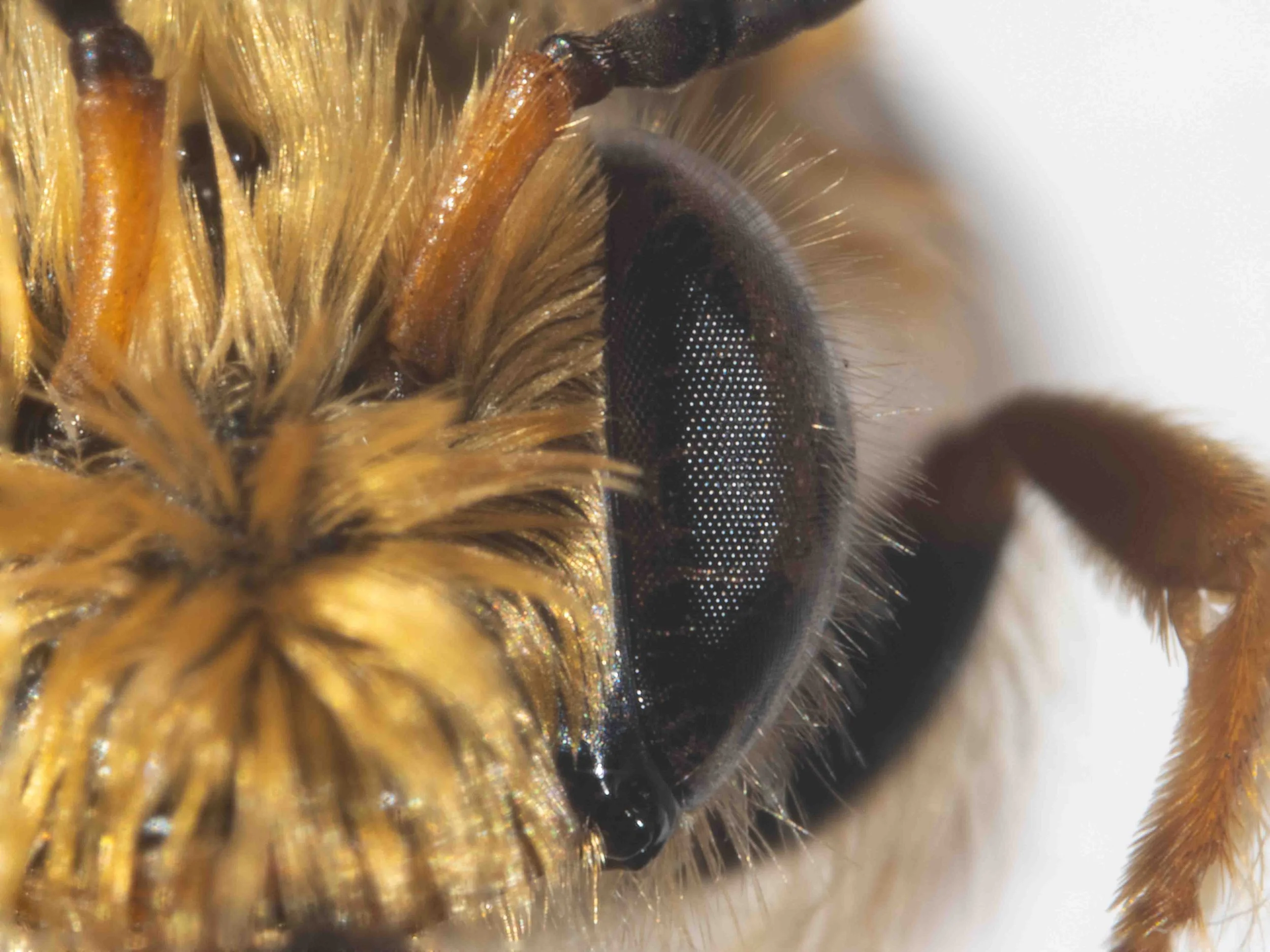  Key step 1: Eyes  hairy  (cf ‘with minute setae only’) –> 2  Key step 2: Scape  mostly orange-brown , occasionally dark brown (cf ‘scape mostly black’) –> 3  Key step 15: Scape  clear orange brown  (cf ‘with brown suffusions’) –>  T. orient