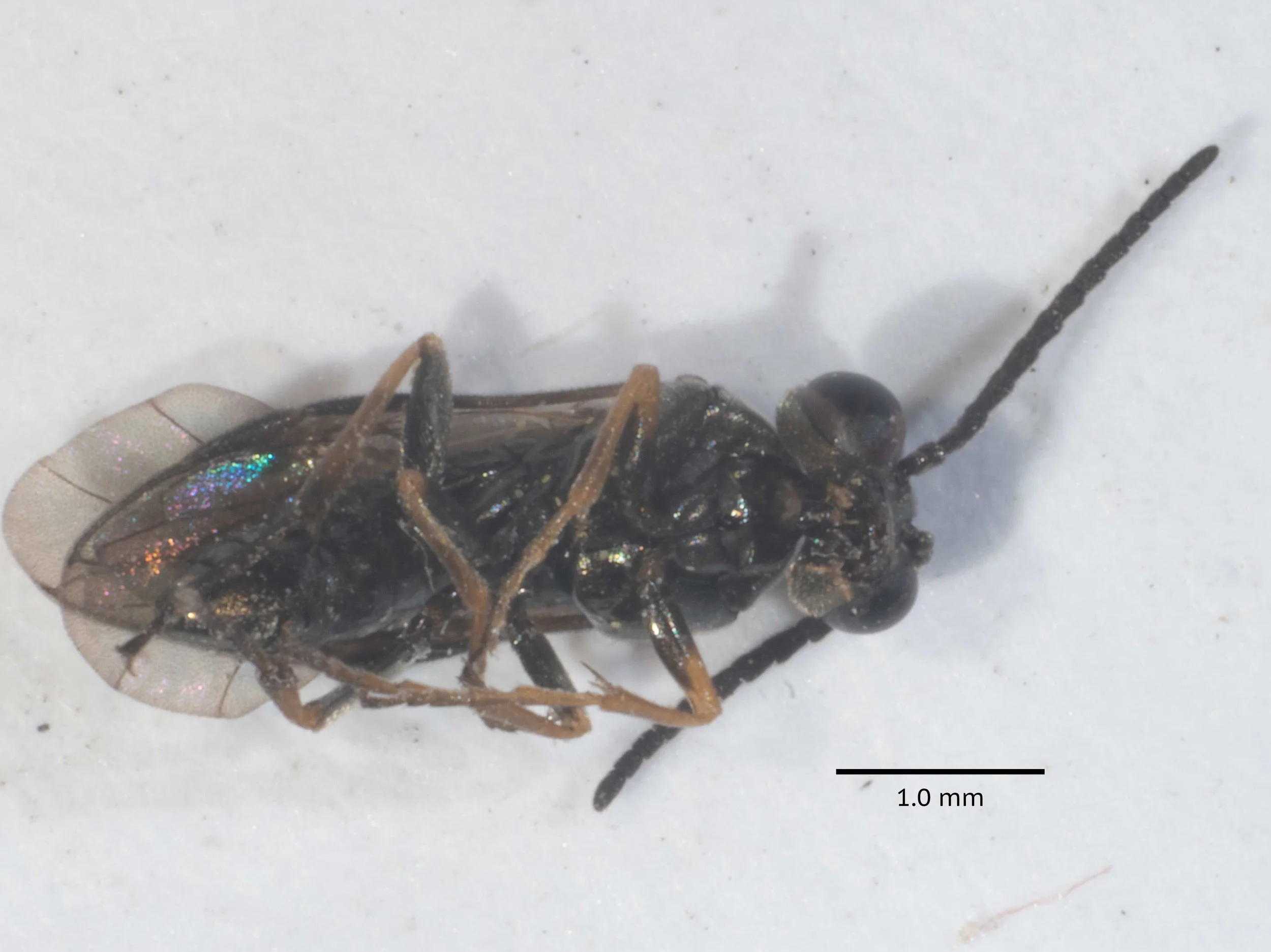  - antennae as long as abdomen, 14-segmented, tapering towards apex and inserted close to clypeus - pedicel as long as scape; third joint as along as 4 + 5 [somewhat shorter here]; intermediate joints thickened apically, about as long on the apex bro