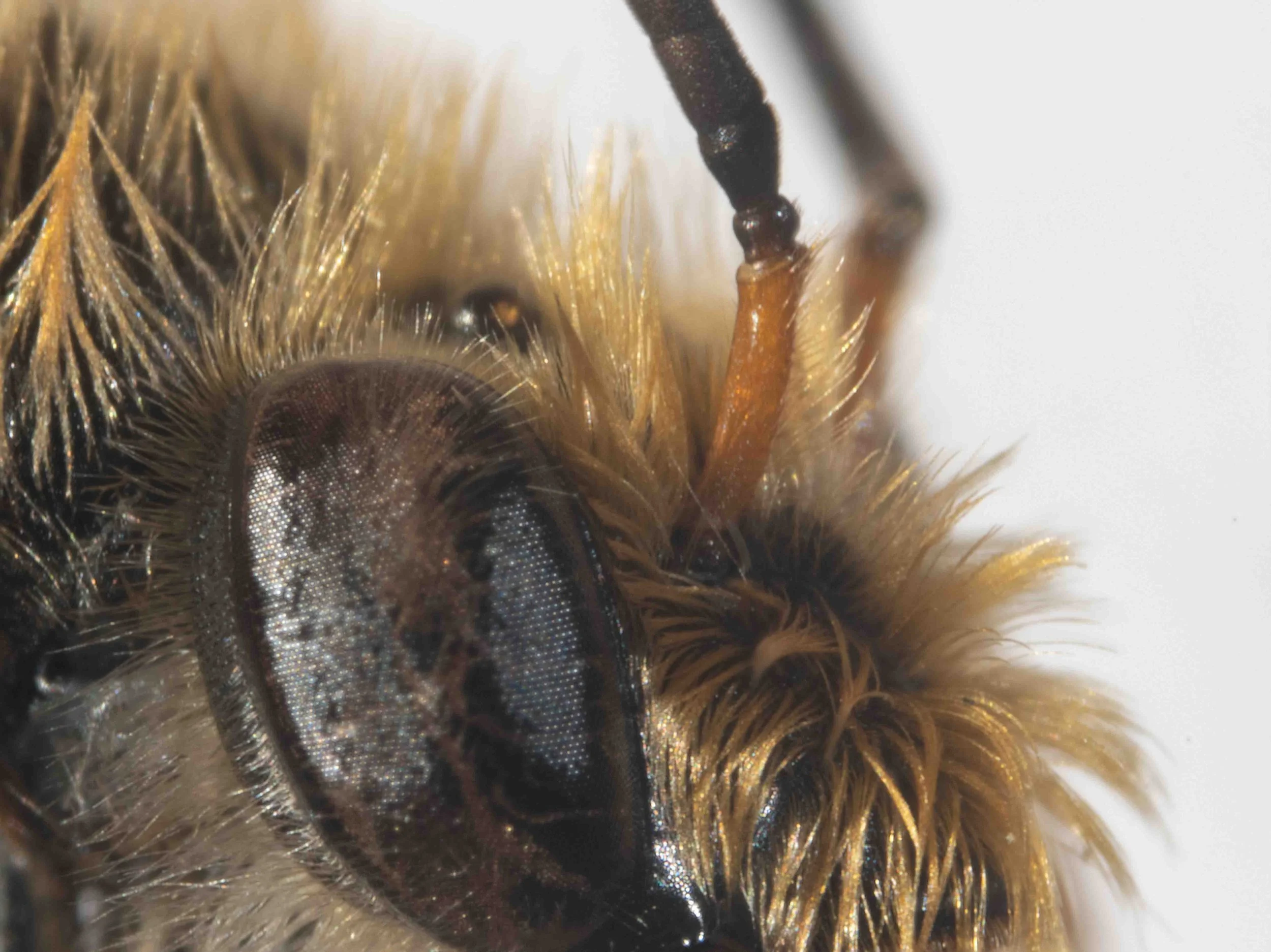  Key step 1: Eyes hairy (not ‘with minute setae only’) –> 2  Key step 9: Gena with open to close hair (cf ‘Gena with dense white hair’) –> 12  Key step 15: Scape clear orange brown (cf ‘with brown suffusions’) –>  T. orientalis    