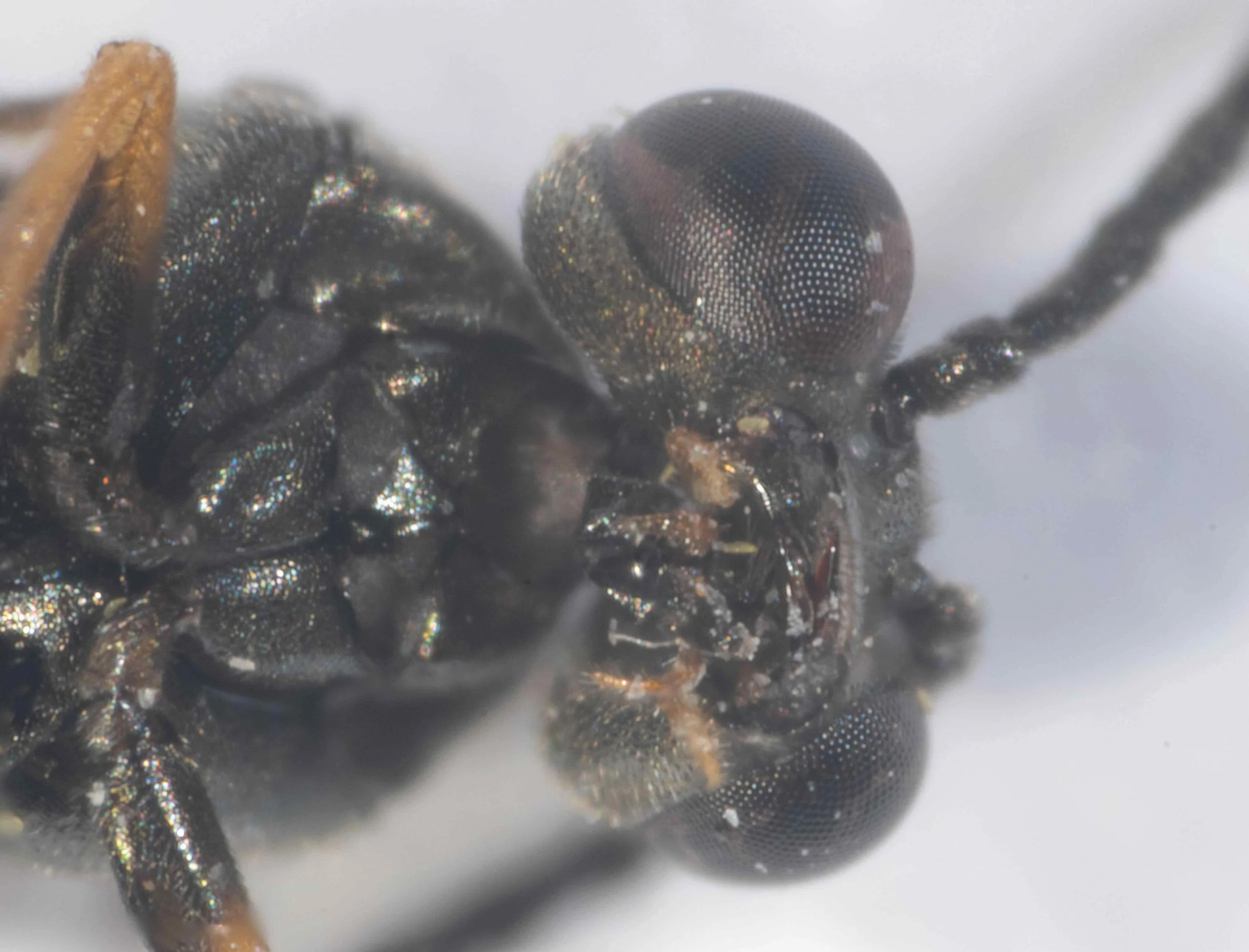  - labrum, base of mandibles and palpi yellow; otherwise head piceous with fine and short hairs - eyes slightly converging downwards - malar space very narrow - antennae inserted close to clypeus - fore coxae, base of fore femur piceous; trochanter, 