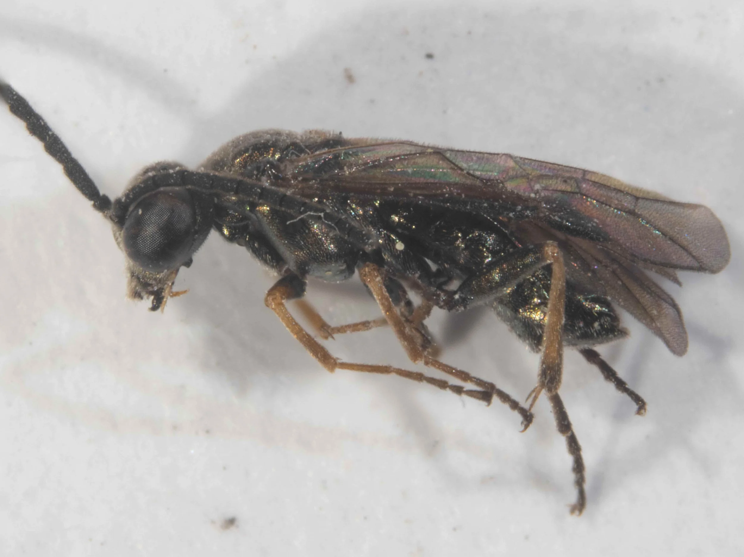  - wings hyaline; base of costa yellowish, stigma and nerves piceous - thorax dorsally almost flat, thinly covered with some fine, short, and pale hairs, finely and densely punctured, shining - angles of pronotum, tegulae rear sides of middle lobes o