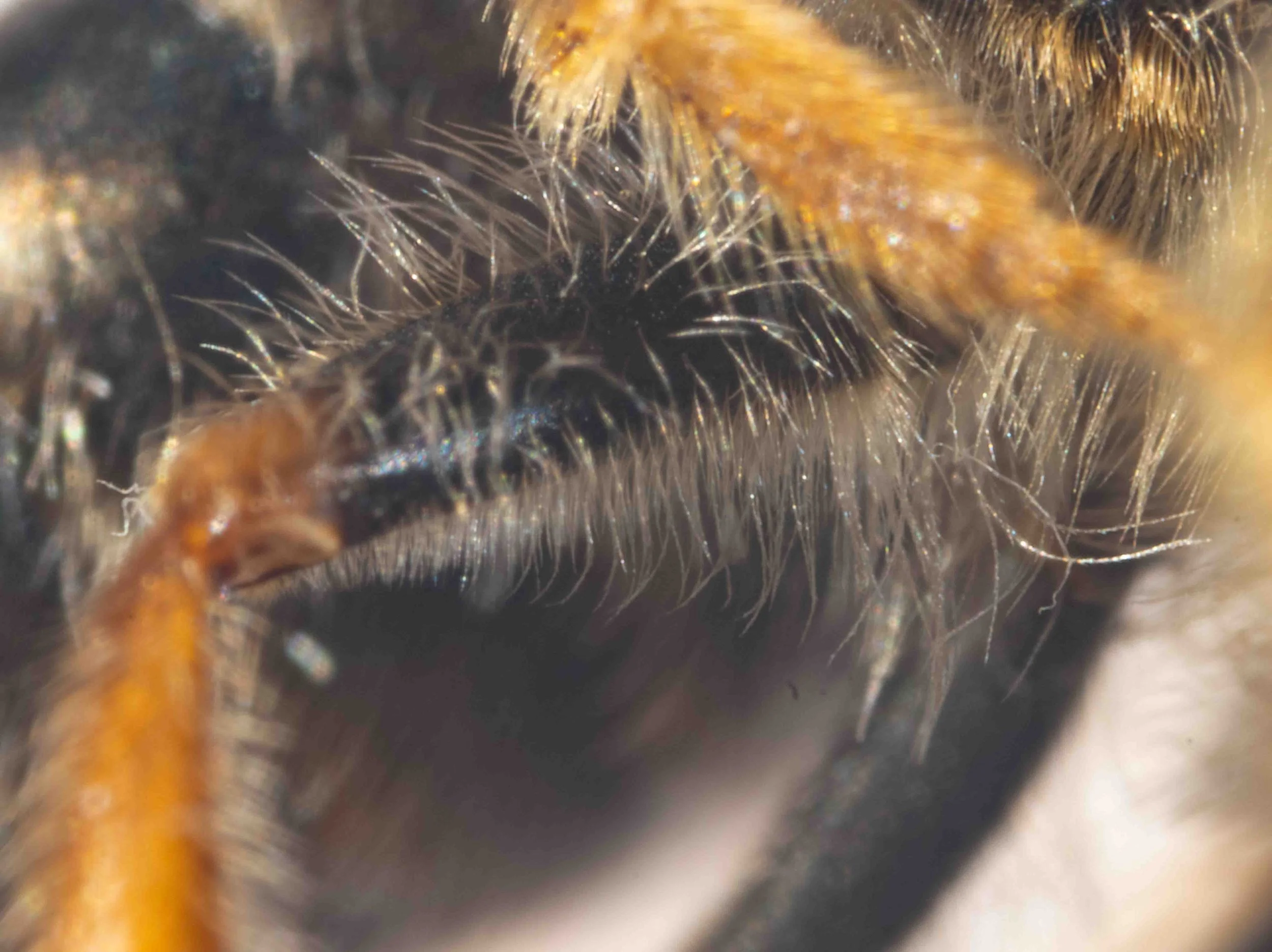  hind femora without the dense, long hair characteristic of  T. capillosus  