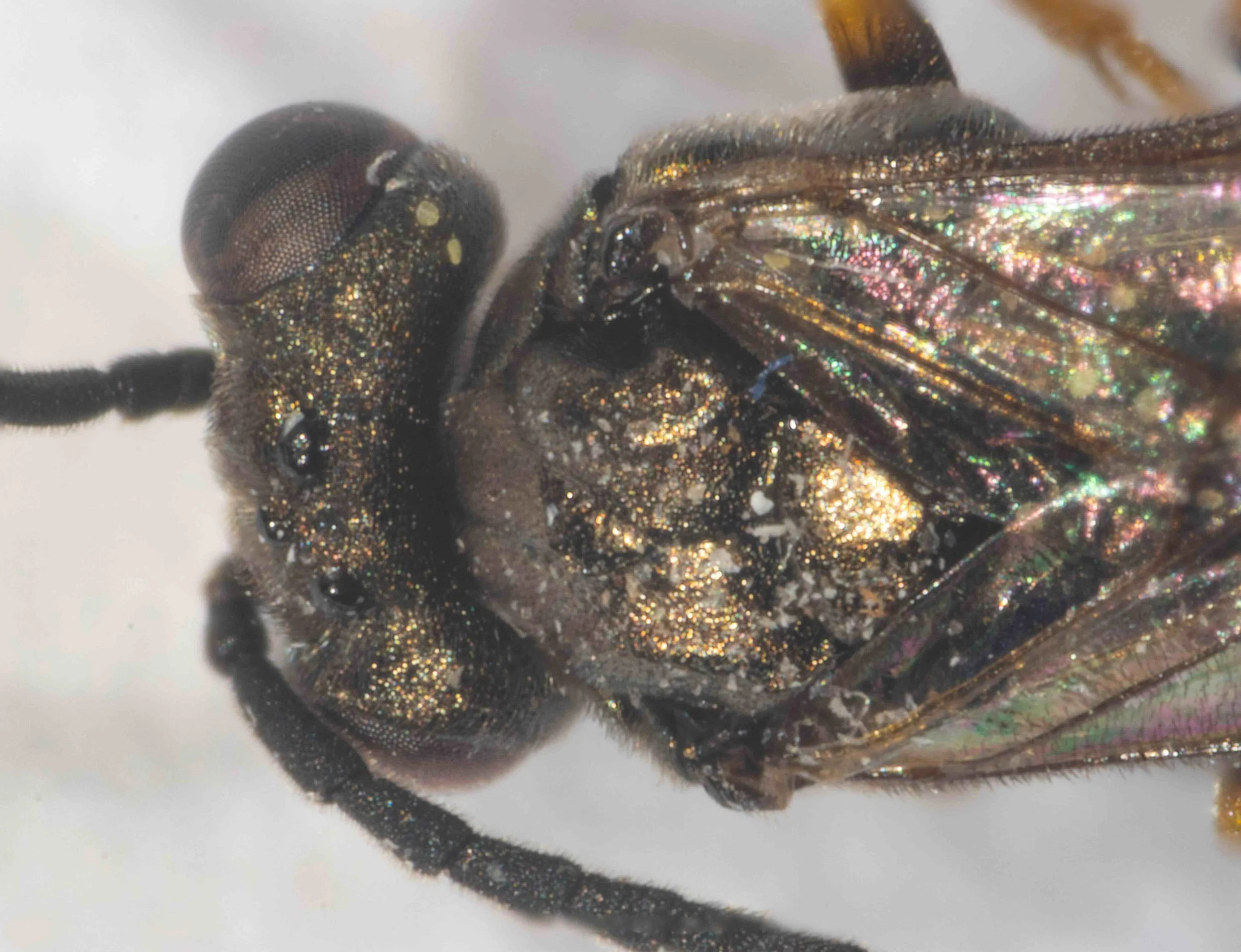  - head finely and closely punctured, with fine and short hairs, slightly shining - vertex about 4X as broad as long - thorax dorsally almost flat, thinly covered with some fine, short and pale hairs, finely and closely punctured, shining - parapsida
