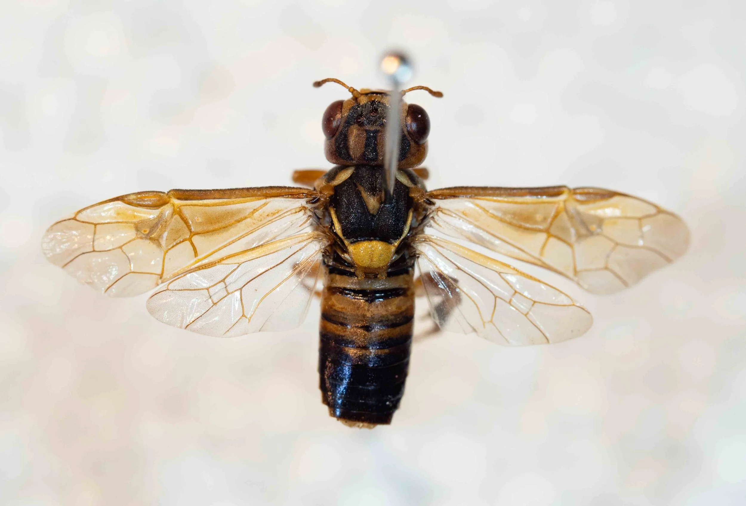  dorsal view of pinned insect 