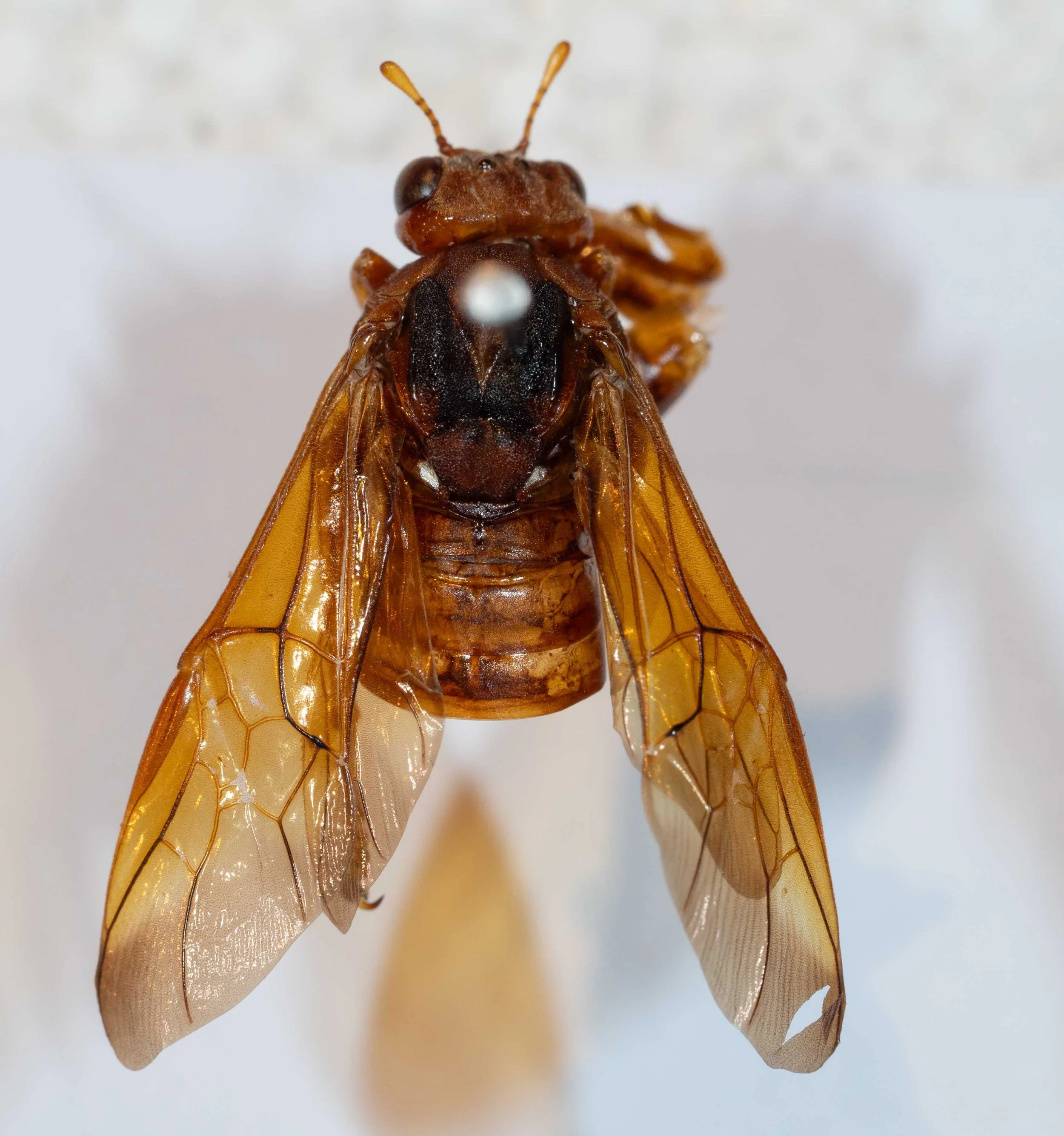  pinned insect after removal of abdomen  - wing venation identical to drawing of holotype Pl. 35, fig.7 in Westwood (1880) (see alongside) and to description (stigma orange; 3rd cubital cell suboblong, apex straight but slightly oblique)  - base of a
