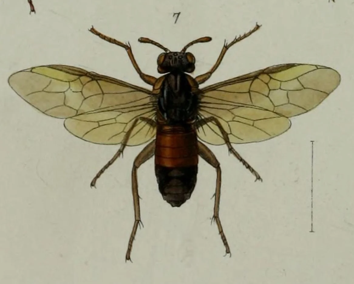  holotype  Perga  ( Pergagrapta )  gravenhorstii  Pl. 35, Fig. 7 Westwood (1880) 