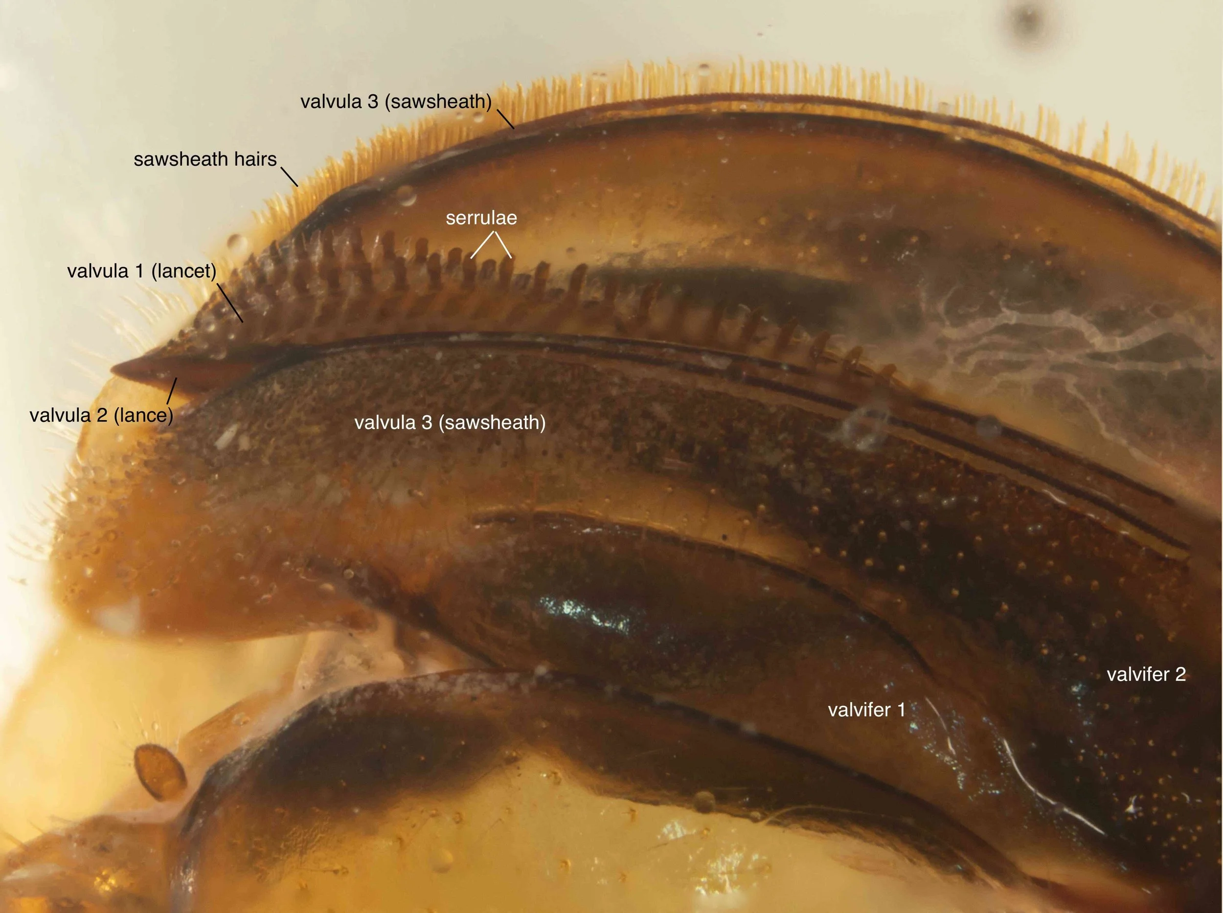  lateral view of genitalia - ventral side up - showing saw (lancet + lance) and sawsheath (valvula 3) 