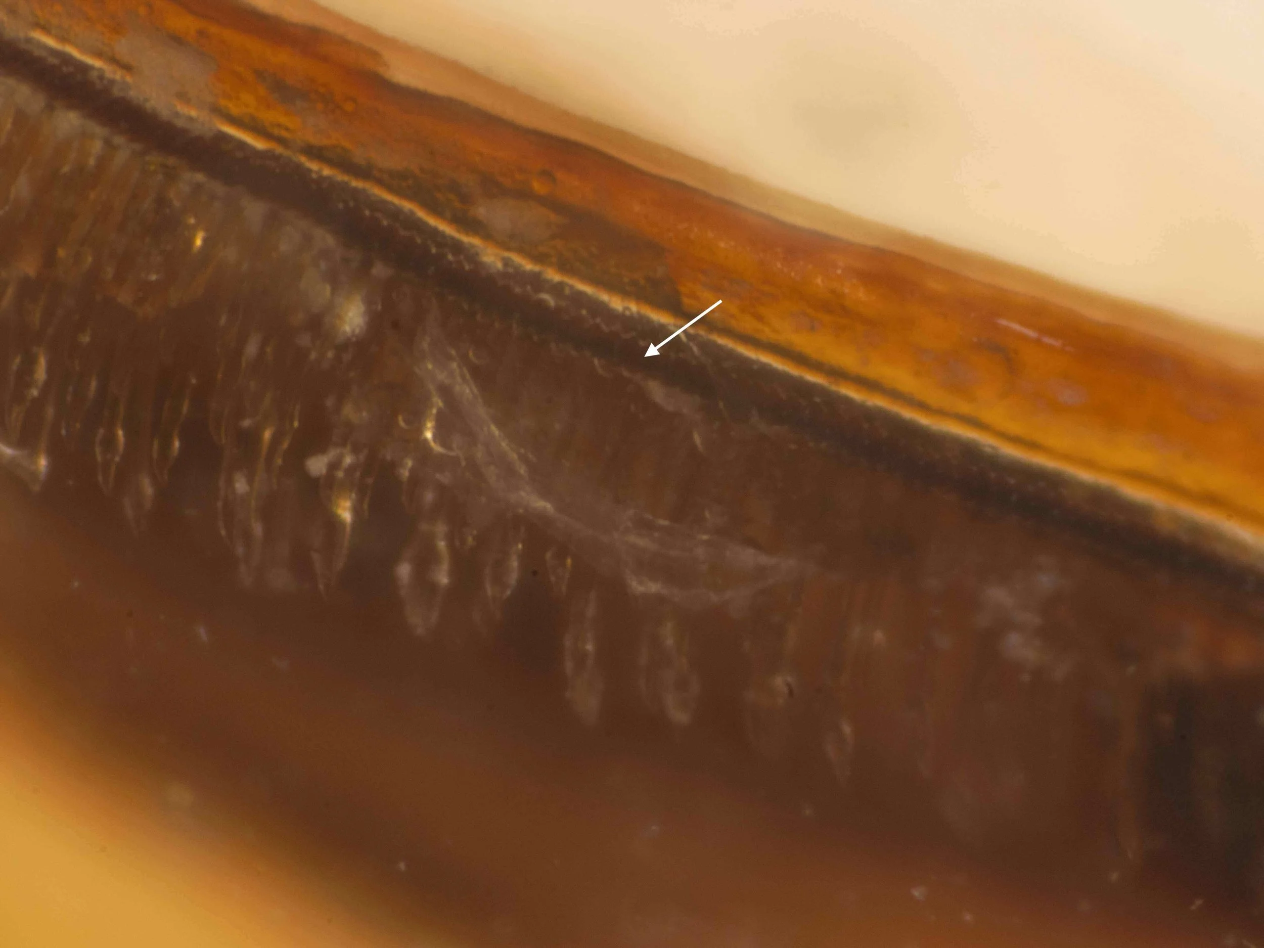  detailed view of left edge of sawsheath, showing corrugations of the sawbench (arrowed) and morphology of the sawsheath hairs (bristles) 