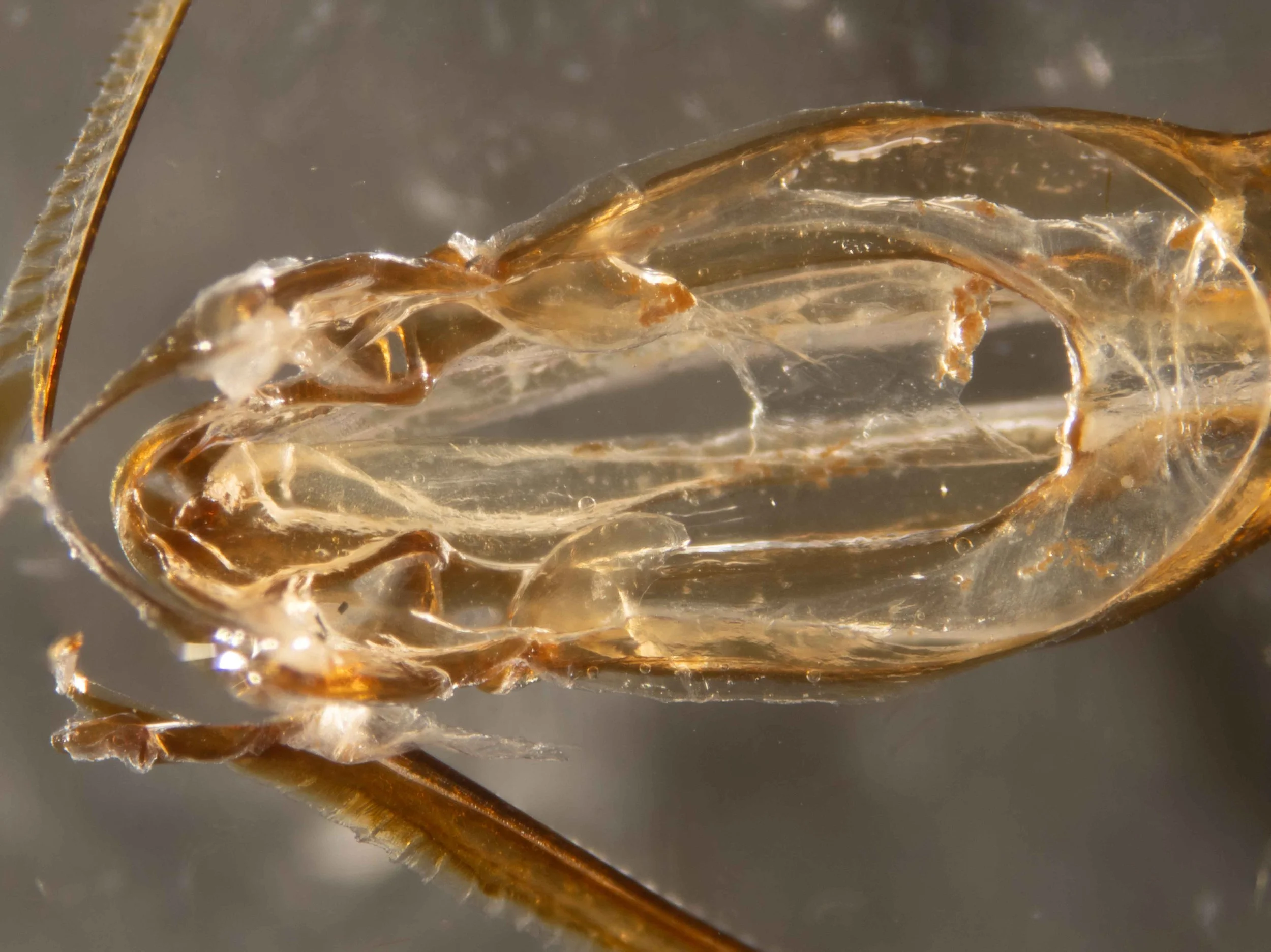  dorsal view of genitalia dissected from abdomen showing lance (below) and lancet (above)  