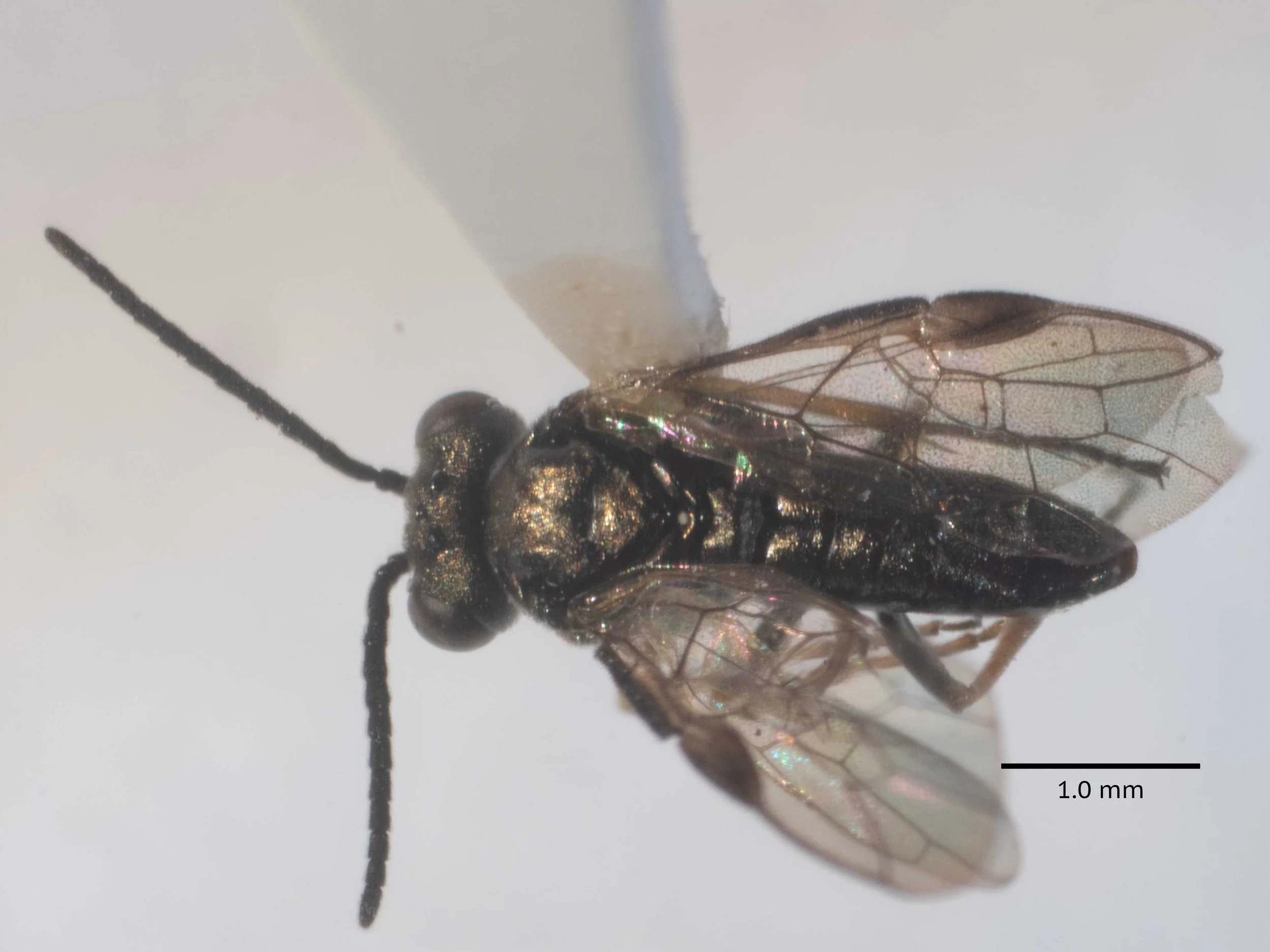  female insect on card, body length 3.7mm - head as broad as thorax - head finely and closely punctured, with fine and short hairs, slightly shining - antennae as long as abdomen, 14-15 segmented [13 in this specimen]  