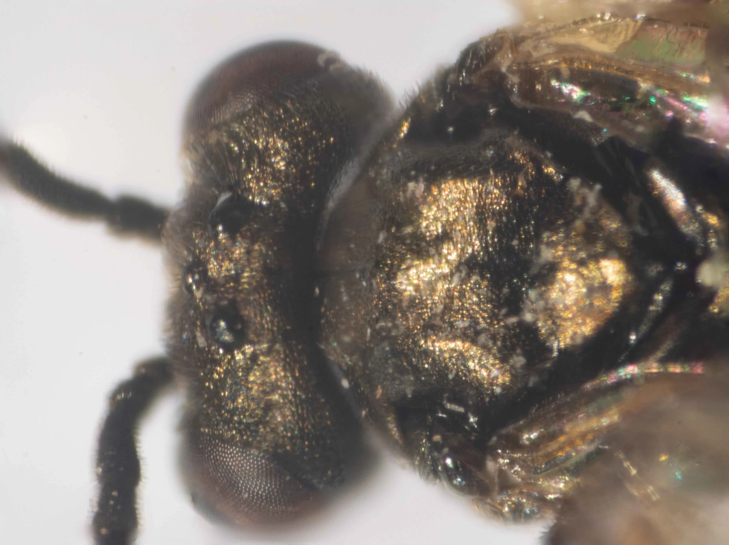  insect on card - head finely and closely punctured, with fine and short hairs, slightly shining - vertex about 4X as broad as long - ocelli in a low triangle; postocellar line about as long as the ocellocular and ocellocciiptal lines - thorax dorsal