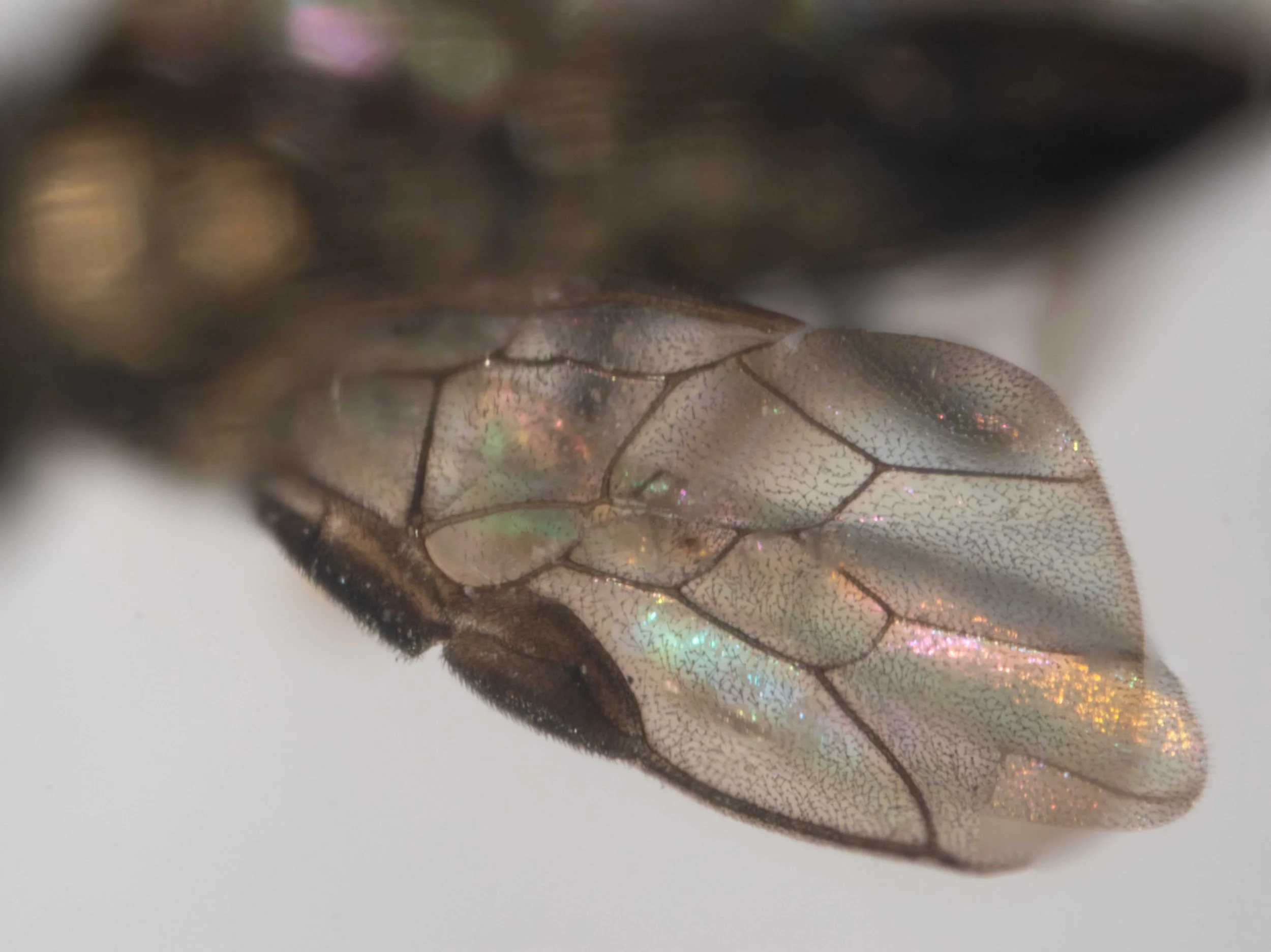  left forewing of carded insect - front wing with the costa a little thickened before stigma - stigma moderately broad, apically pointed - radial cell with a very small appendix - wings hyaline - stigma and nerves piceous 