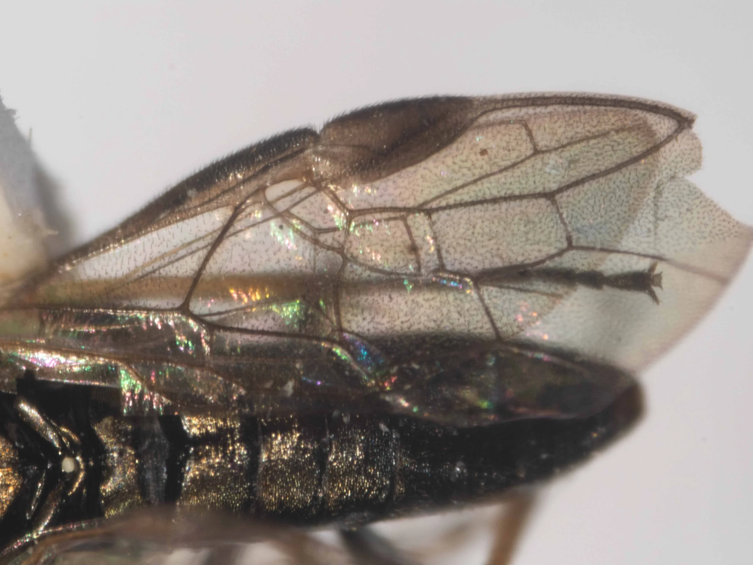  right wings of carded insect - base of costa yellowish, stigma and nerves piceous [stigma paler than piceous in this specimen] - first transverse cubital nerve with gap in the middle [not the case in this specimen] 