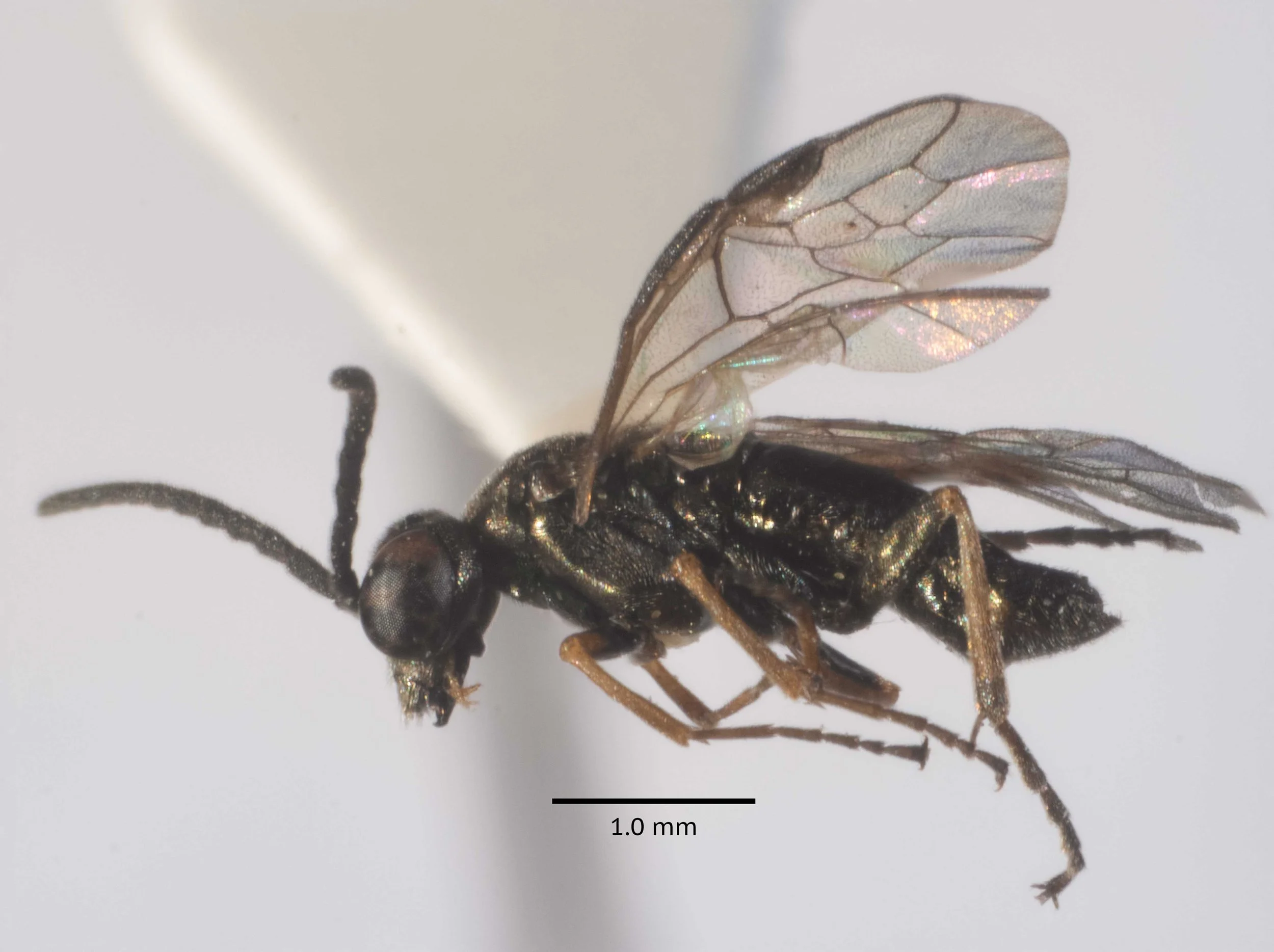  lateral view of carded insect - body length 3.75 mm - fore wings with the costa a little thickened before the stigma; stigma moderately broad, apically pointed; radial cell with a very short appendix; first transverse cubital nerve with a gap in the