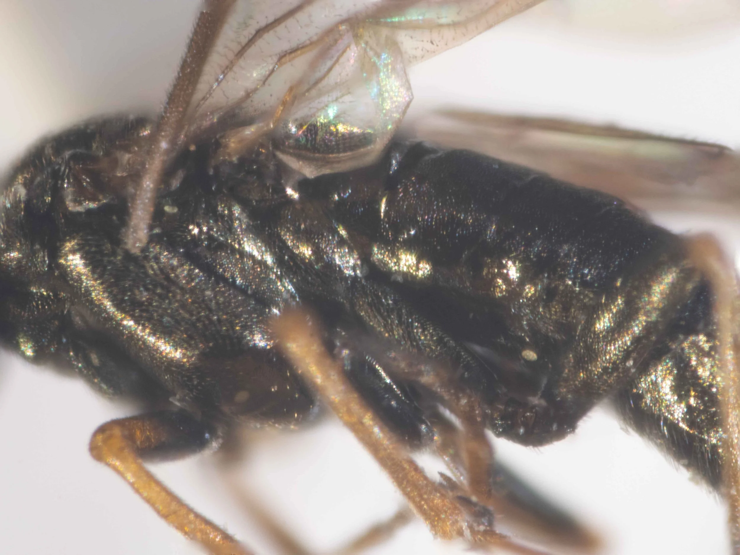  lateral view of thorax and abdomen of carded specimen - thorax piceous - angles of pronotonum, tegulae and upper part of pleurae more or less pale brownish [solid piceous in this specimen, apart from golden reflections from some parts] - abdomen dar