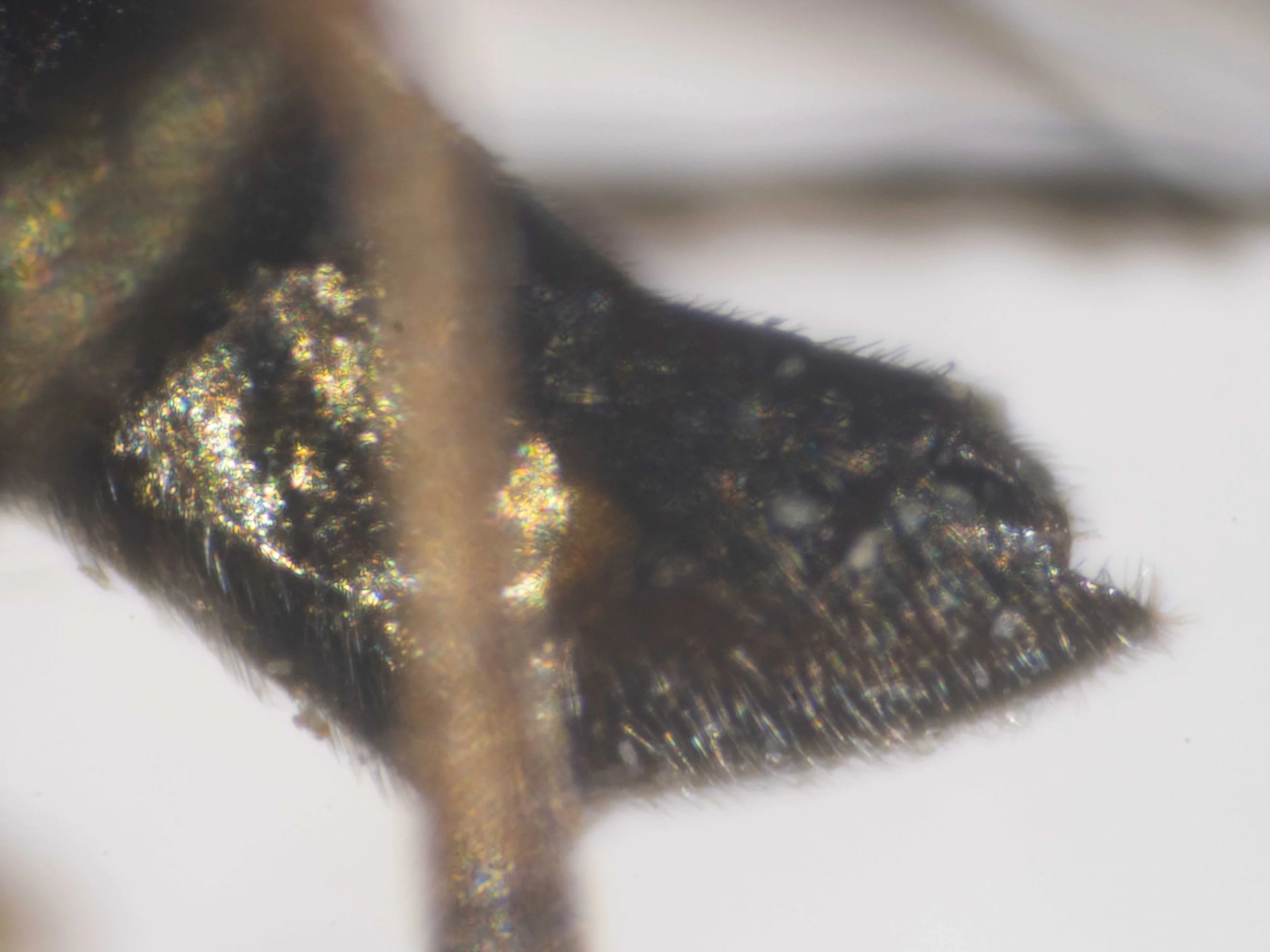  rear of abdomen in carded specimen - sheath apically with long, curved hairs - from the side broadly rounded with nearly straight apex 