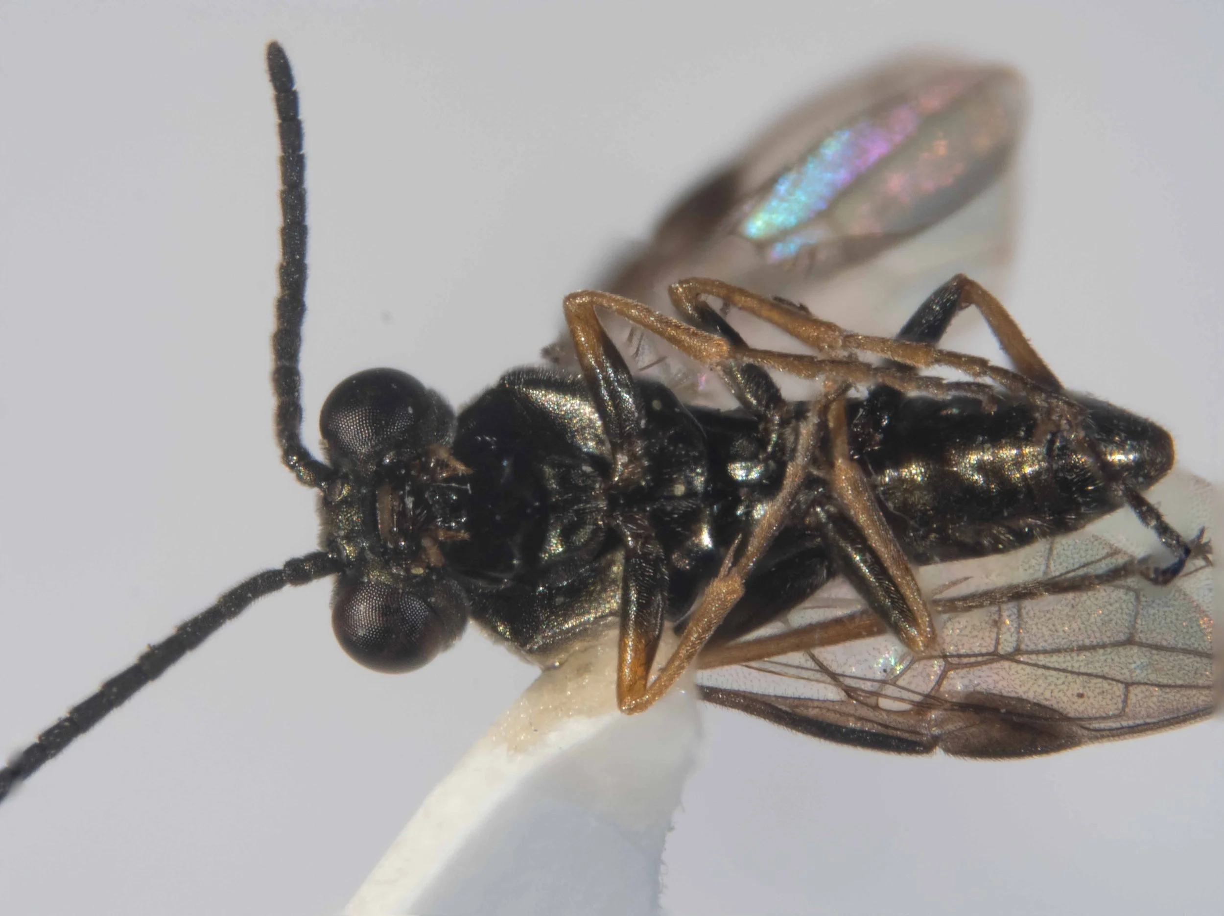  ventral view of carded insect - eyes slightly converging downwards - antennae 14-15 articulated [13 antennomeres in this specimen], tapering towards apex and inserted close to clypeus - pedicel as long as scape, third joint as long as 4+5 [somewhat 