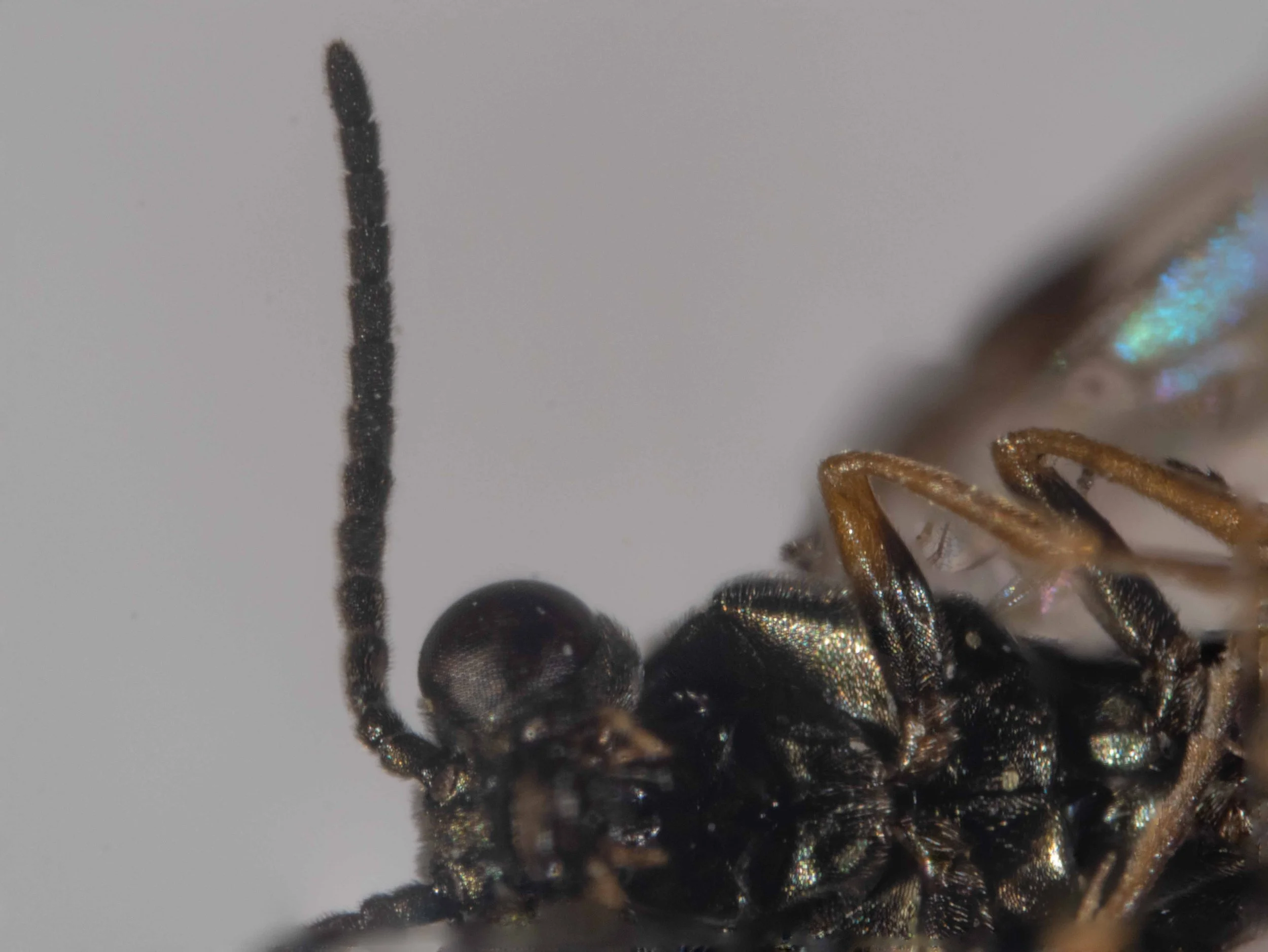  ventral view of carded insect - antennae 14-15 articulated [13 antennomeres in this specimen], tapering towards apex and inserted close to clypeus - pedicel as long as scape, third joint as long as 4+5 [somewhat shorter in this specimen], intermedia