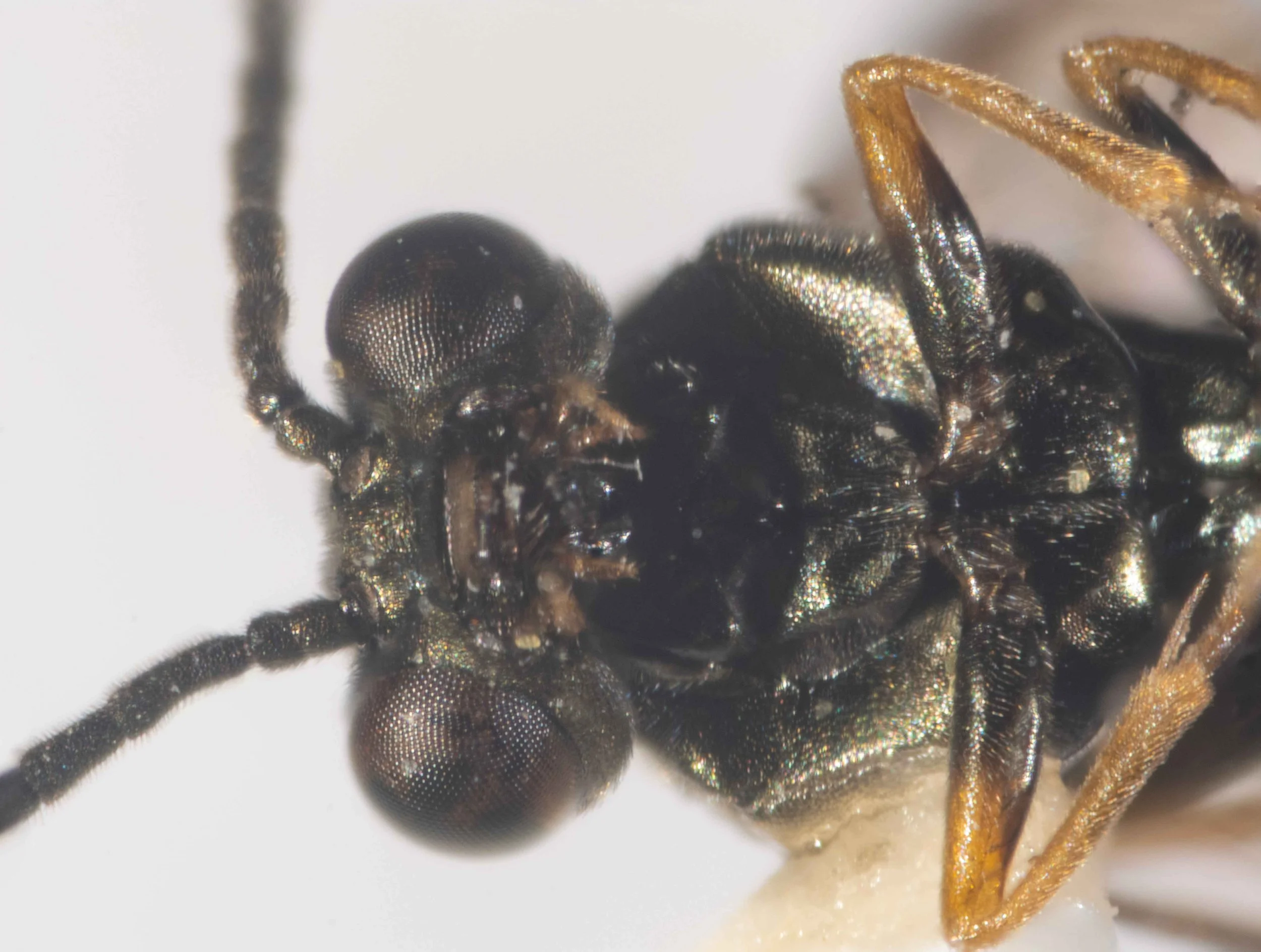  ventral view of head and thorax of carded insect - labrum, base of mandibles and palpi yellow; otherwise head piceous with fine and short hairs - eyes slightly converging downwards - malar space very narrow - antennae inserted close to clypeus - for