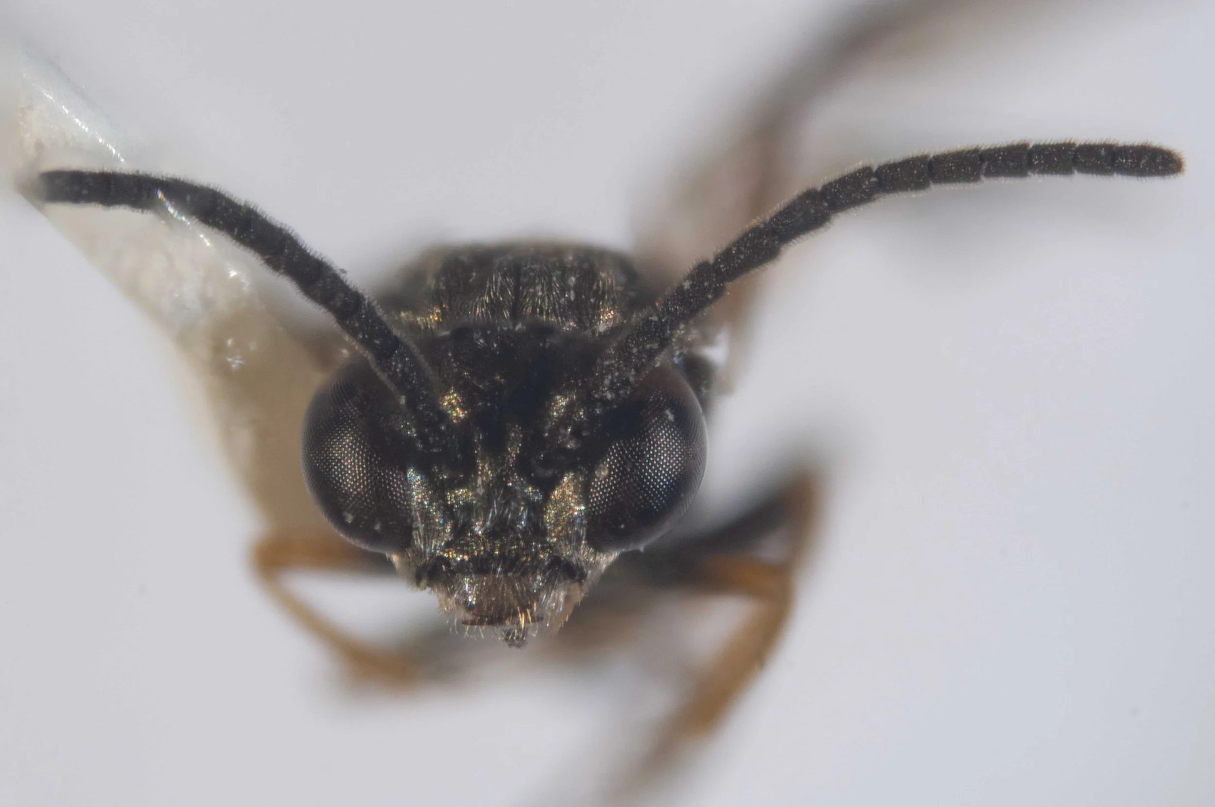  frontal view of carded insect - labrum, base of mandibles whitish yellow; otherwise head piceous with fine and short hairs - eyes slightly converging downwards - frontal area distinct, but not much elevated, in the middle slightly depressed and late