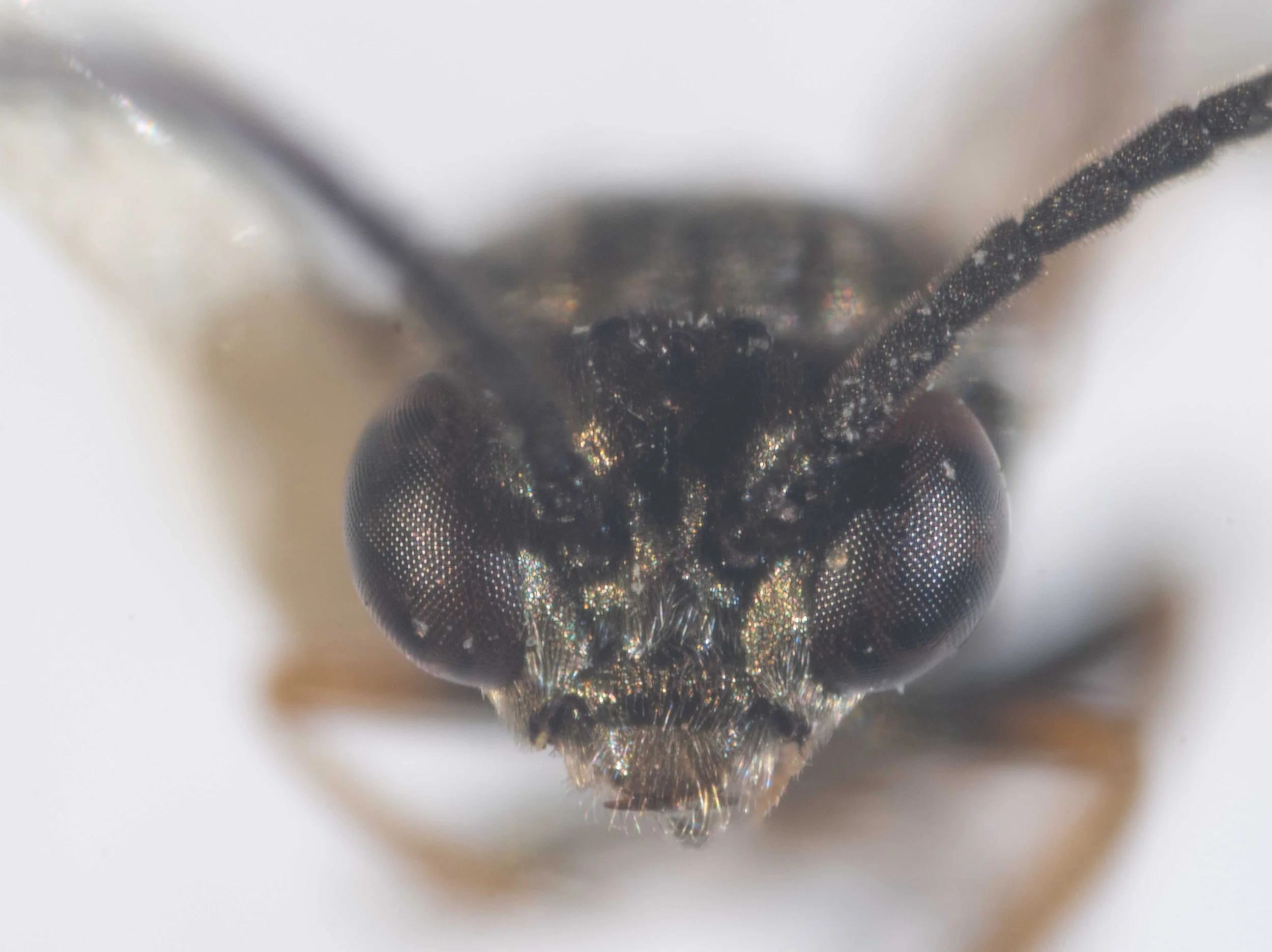  frontal view of carded insect - labrum, base of mandibles whitish yellow; otherwise head piceous with fine and short hairs - eyes slightly converging downwards - frontal area distinct, but not much elevated, in the middle slightly depressed and late