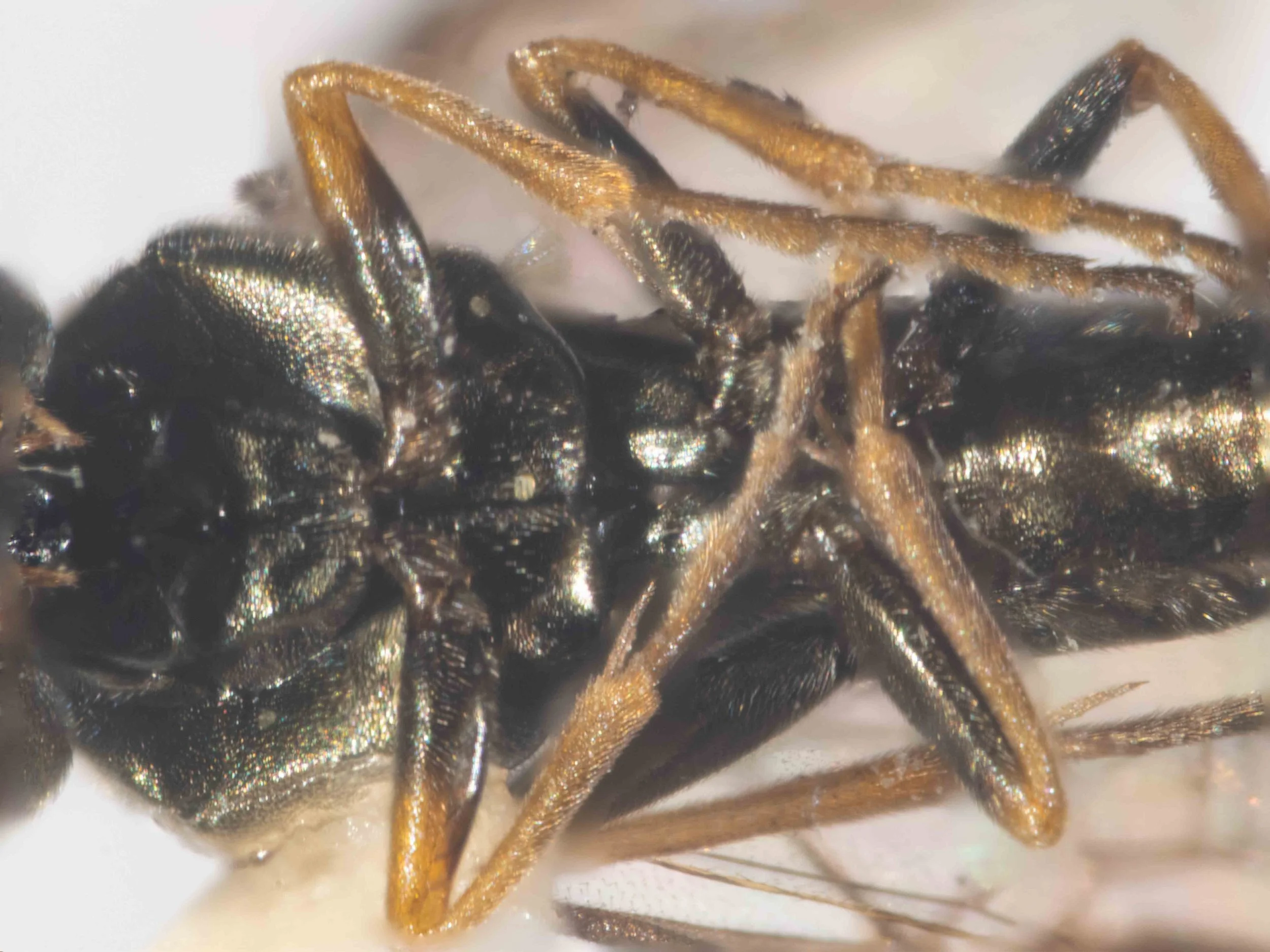  ventral view of thorax and abdomen of carded insect - abdomen dark piceous, very finely sculptured, shining - tip of coxae, trochanters and legs pale yellow [coxae solid black in this specimen; femora below, tips of hind tibiae and tarsal joints bro