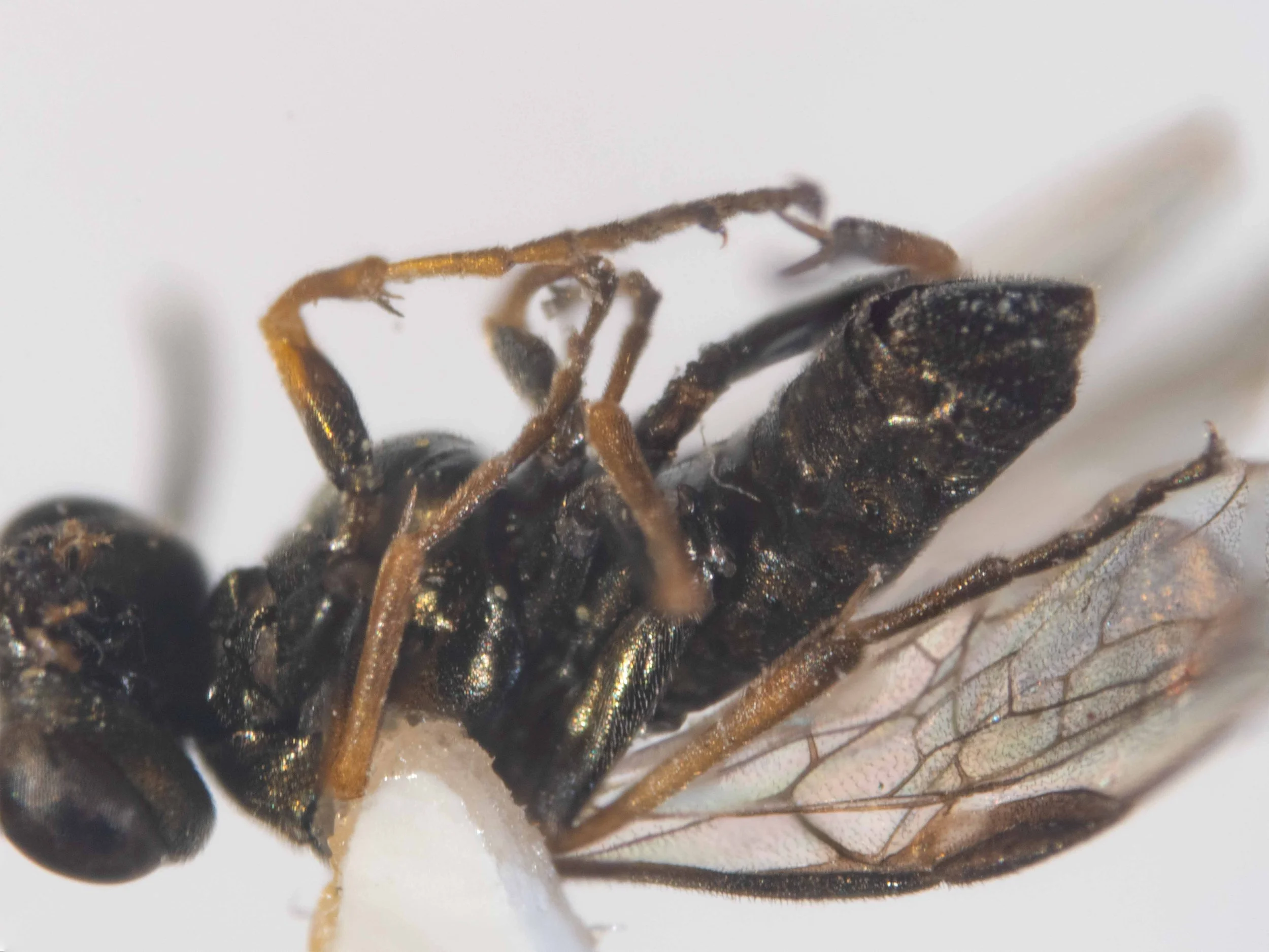 latero-ventral view of carded insect - abdomen dark piceous, very finely sculptured, shining - tip of coxae, trochanters and legs pale yellow [coxae solid black in this specimen; femora below, tips of hind tibiae and tarsal joints brownish [black in