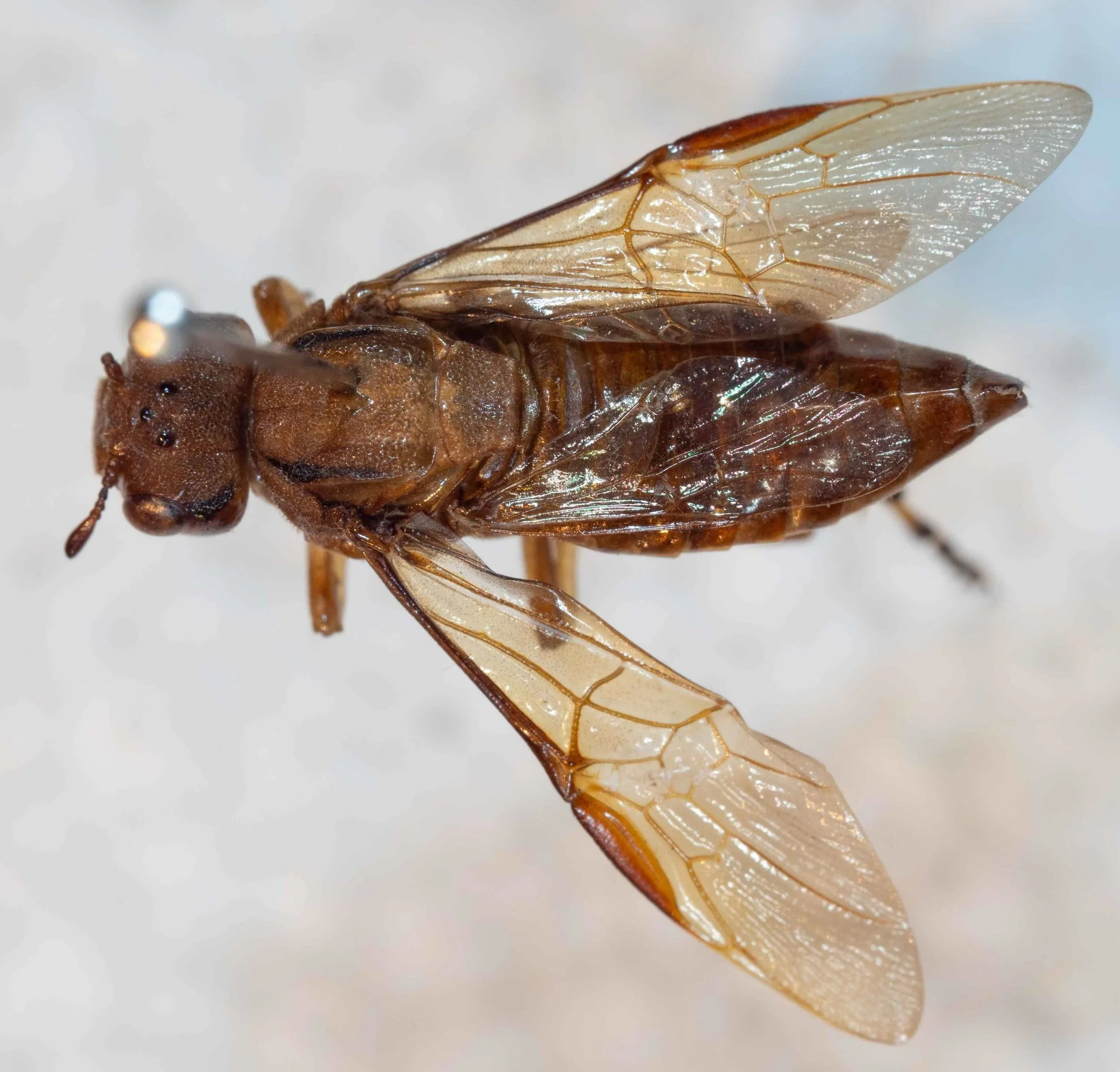  dorsal view, pinned euthanised insect - forewings pale yellow hyaline; stigma large, almost linear and narrow - head large, quadrate, nearly equalling thorax in breadth 