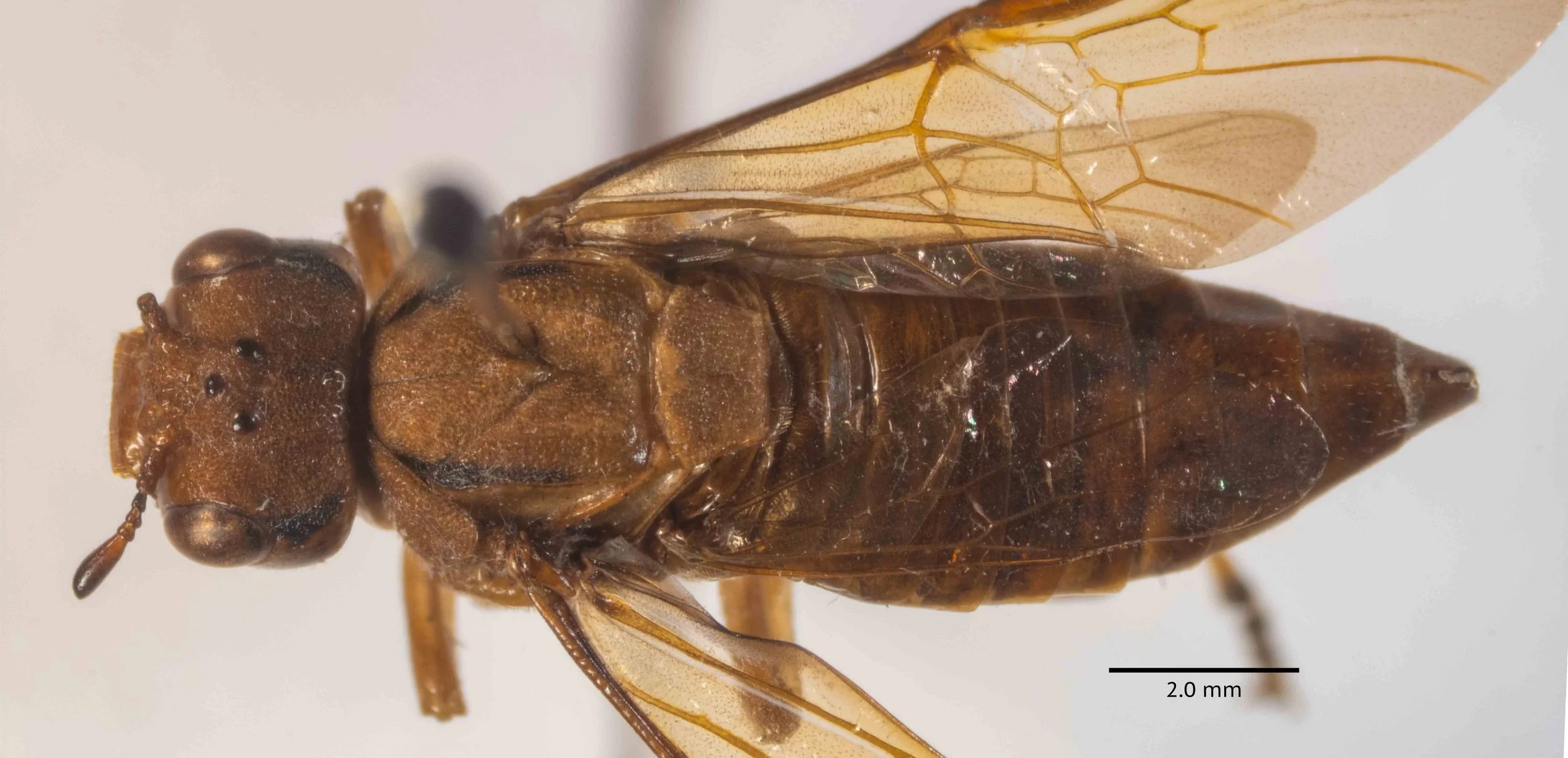  body length 14.8mm - head and thorax above with a dark line on each side - head large, quadrate, nearly equalling thorax in breadth - furrows separating anterior and lateral lobes of mesoscutum shallow - upper part of head without any shining inters