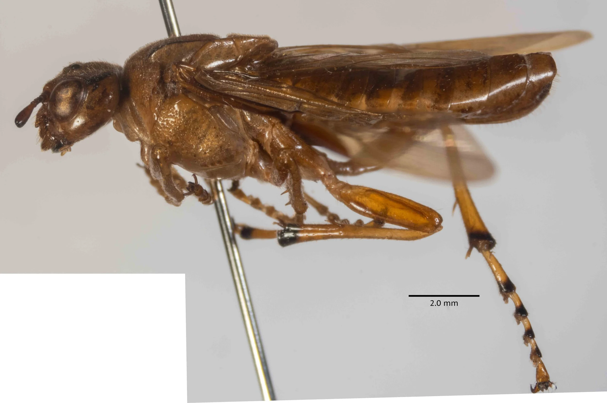  body length 15.2 mm - pronotum indented on posterior border - mesopleurae at least in middle densely, regularly punctured - mid and hind legs (only hind legs shown here) with apex of tibia, apex of all joints of tarsi black 