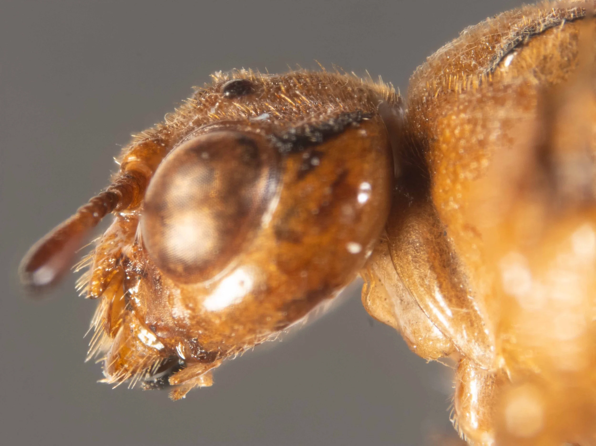  lateral view head - vertex densely punctured and pilose - genae unpunctured and glabrous - lateral edge of clypeus, labrum and base of mandibles pilose 