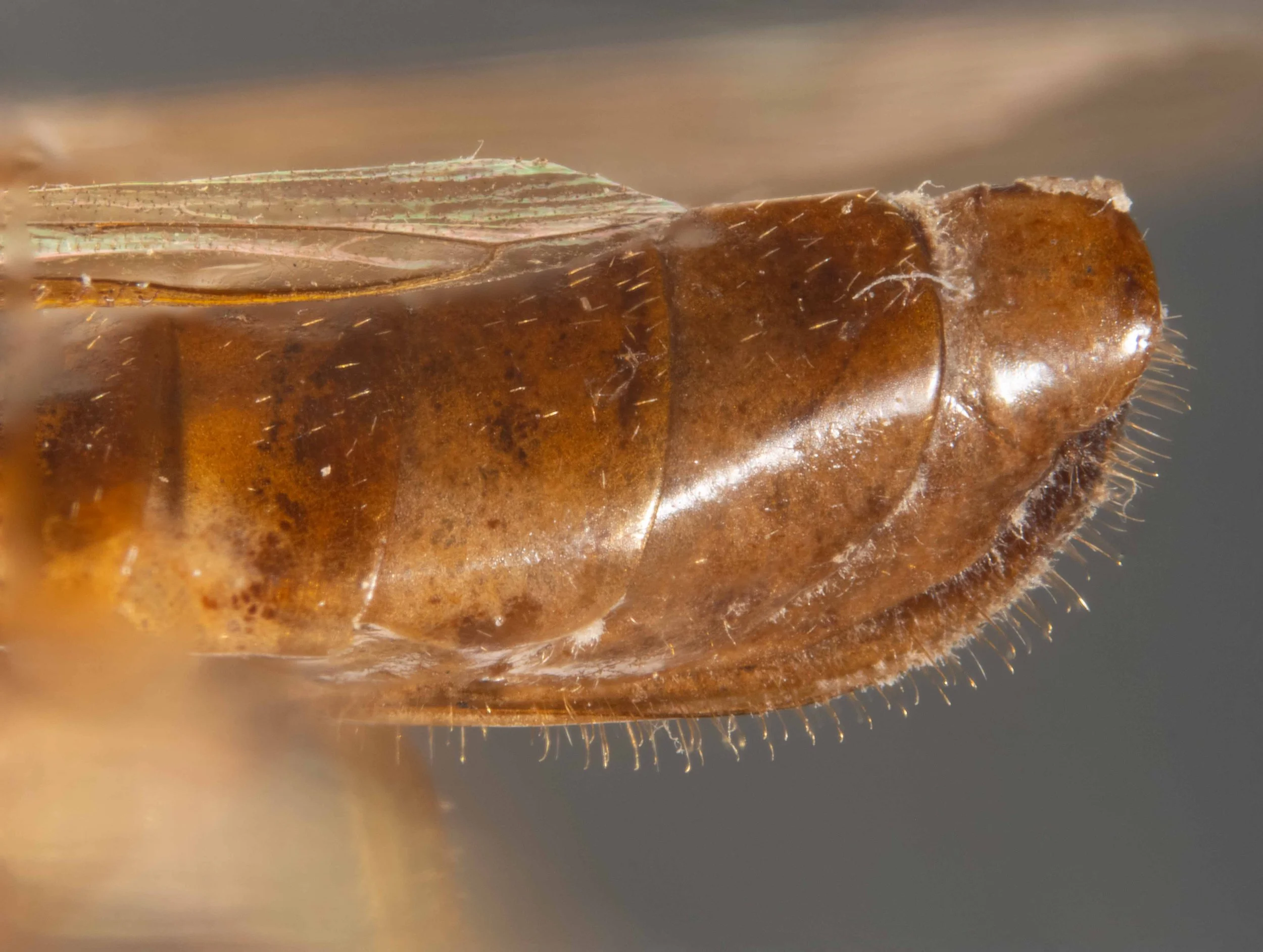  lateral view of posterior half of abdomen - abdomen uniformly brown dorsally, laterally and ventrally - sawsheath with hairs spaced widely apart, tips hooked 