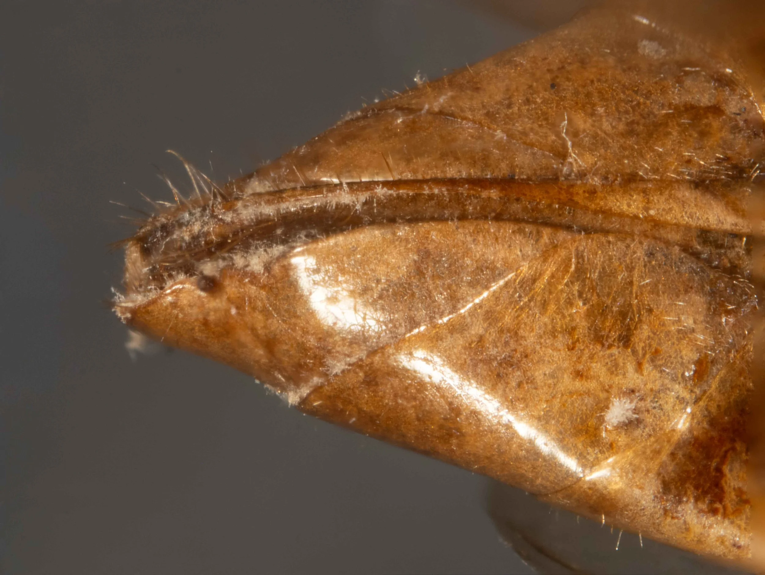  ventral view of posterior abdomen - scattered hairs of saw sheath, longer towards end of abdomen - saw not visible (apart from tip) 