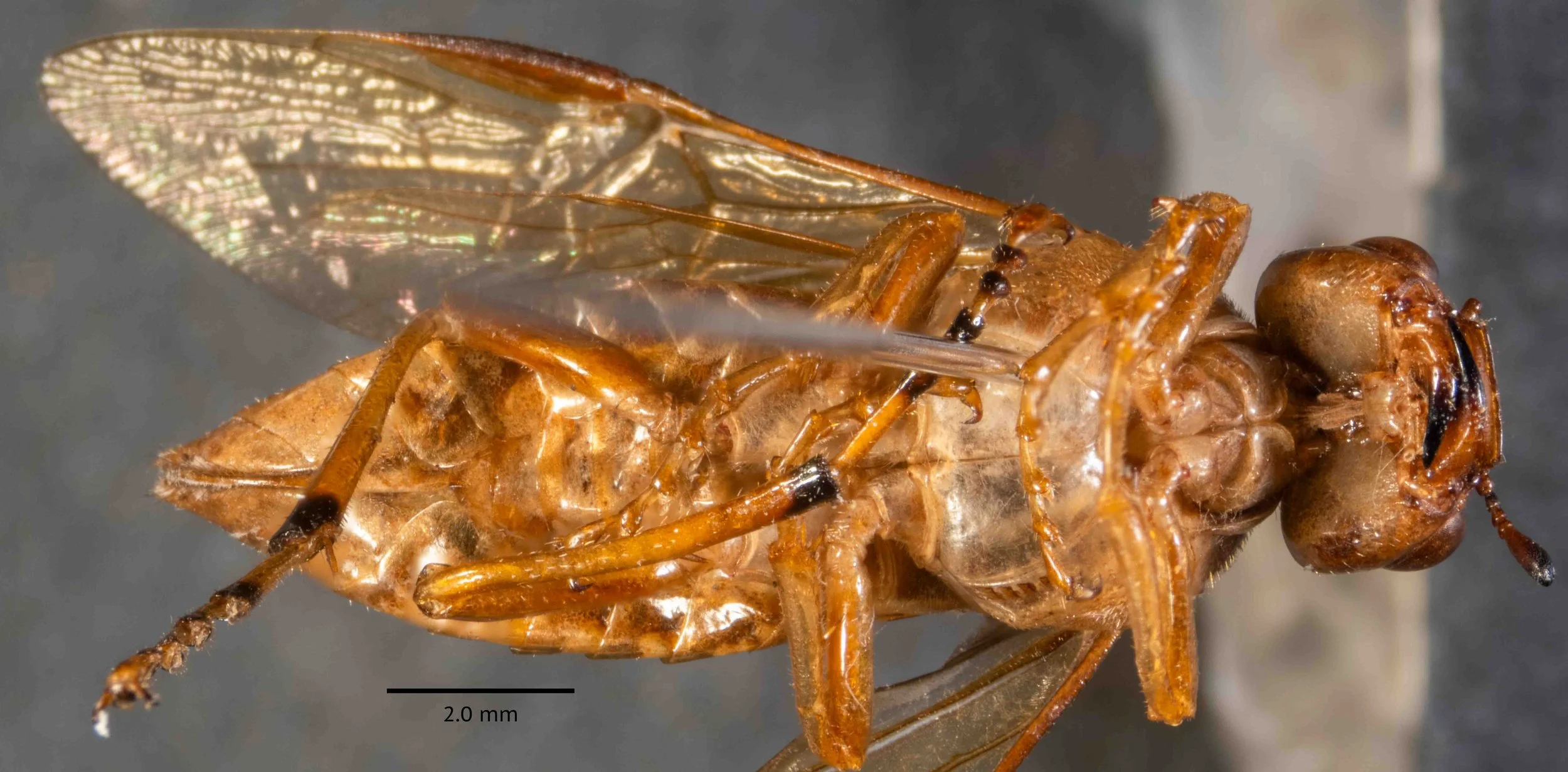  habitus, ventral view, body length 14.3mm - body yellow-orange below - hind legs with apex of tibia, apex of first joint and nearly the whole of the subsequent joints of tarsi black - all other legs, orange in all segments - labial, maxillary palps 