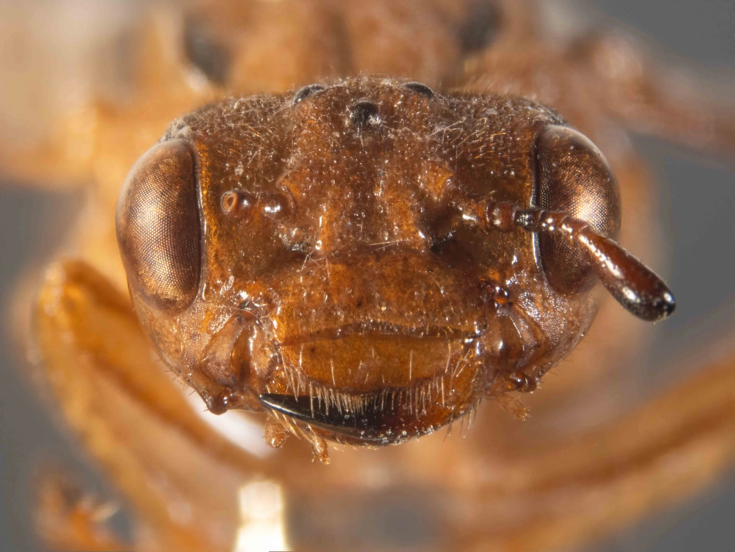  frontal view - upper part of head without any shining interspaces among punctures - clypeus, labrum, base of mandibles orange - clypeus wrinkled, broadly emarginate - anterior border of labrum pilose 