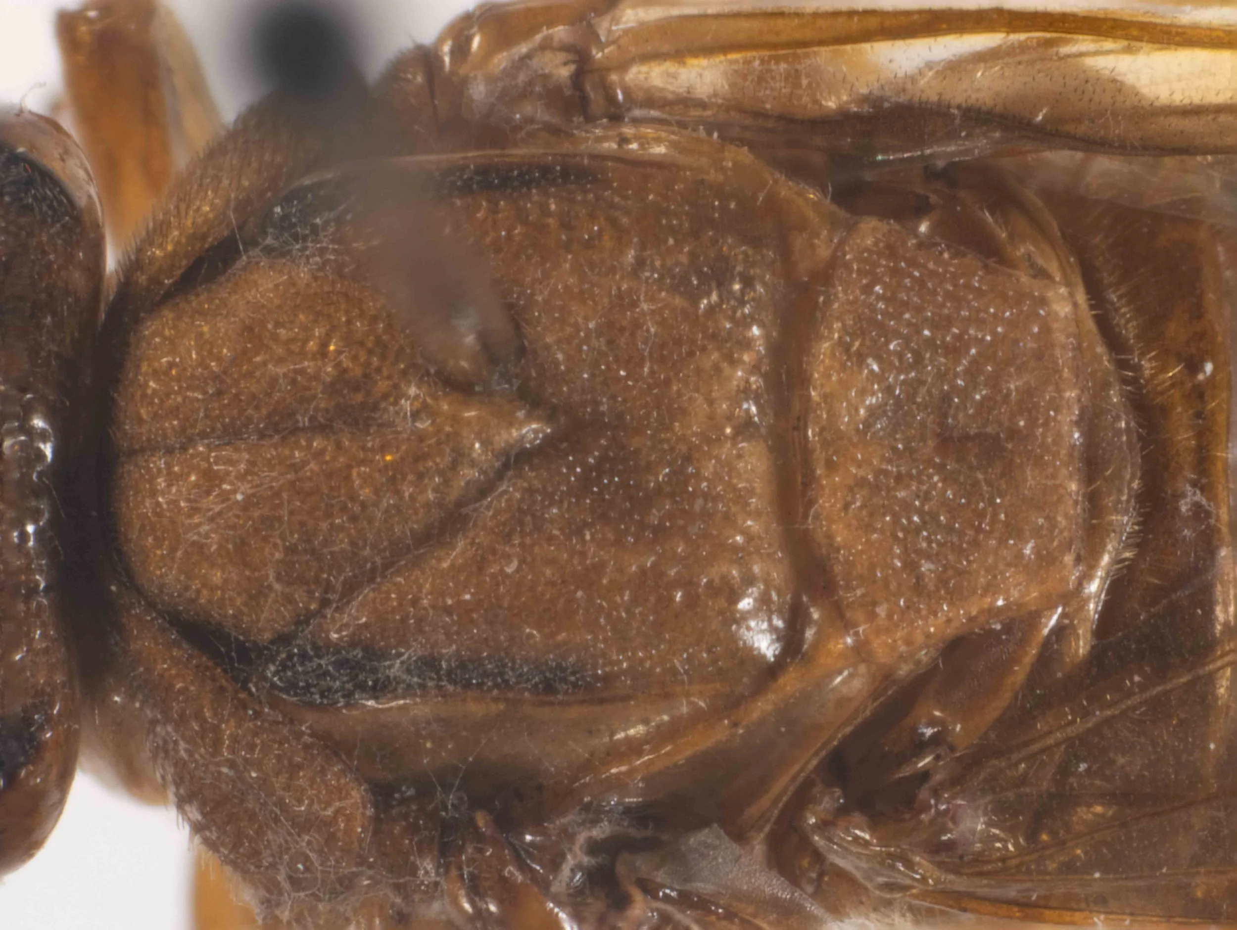  - furrows separating anterior and lateral lobes of mesoscutum clearly present but shallow - scutellum anteriorly rounded; hind lobes obliquely truncated, short 