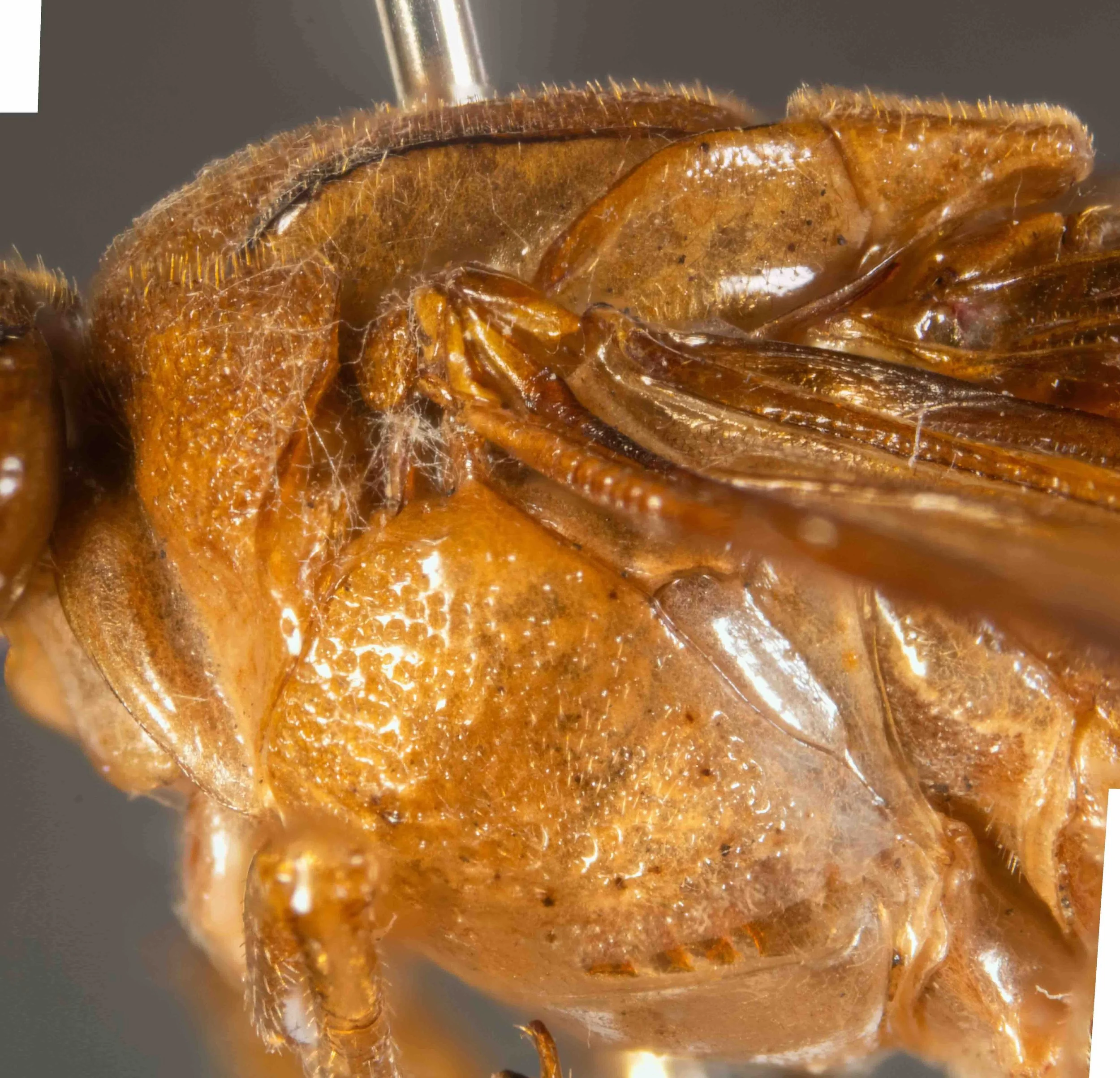  lateral view thorax - pronotum indented on posterior border - mesopleurae densely, regularly punctured throughout - pronotum, tegula, mesopleurae orange - pronotum, mesoscutum, scutellum densely pilose on dorsal surface 