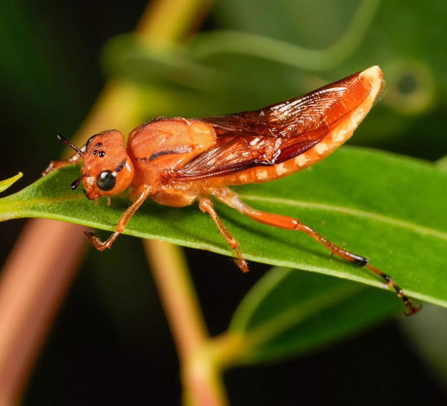 Pseudoperga lewisii (PERGINAE)