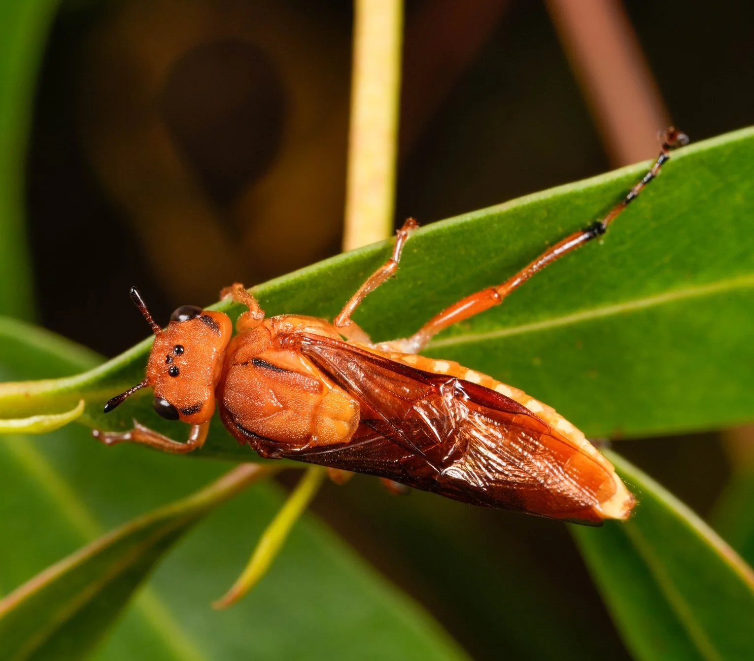   iNaturalist observation  - @jimbobo - body above orange - antenna reddish-brown, tip of club black (not solid black) - head and thorax above with a dark line on each side - white blotches on lateral edges of all terga - all legs orange, hind legs w