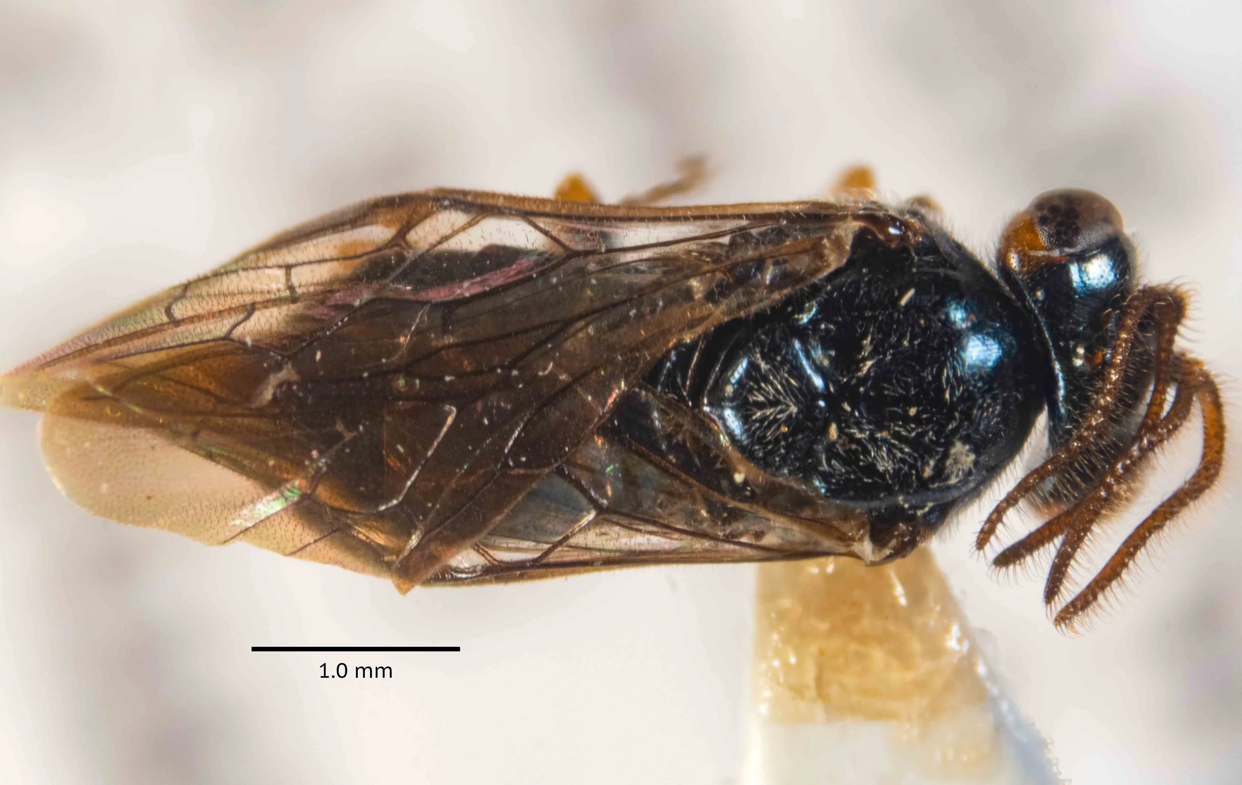  body length 4.5mm - antennae 3 segmented, flagellum bifurcated, setose; flagellum orange - vertex black, genae orange - mesoscutum, scutellum bright metallic blue, unpunctured - abdomen bright metallic blue; tergum 1 perhaps partially yellow, but ob