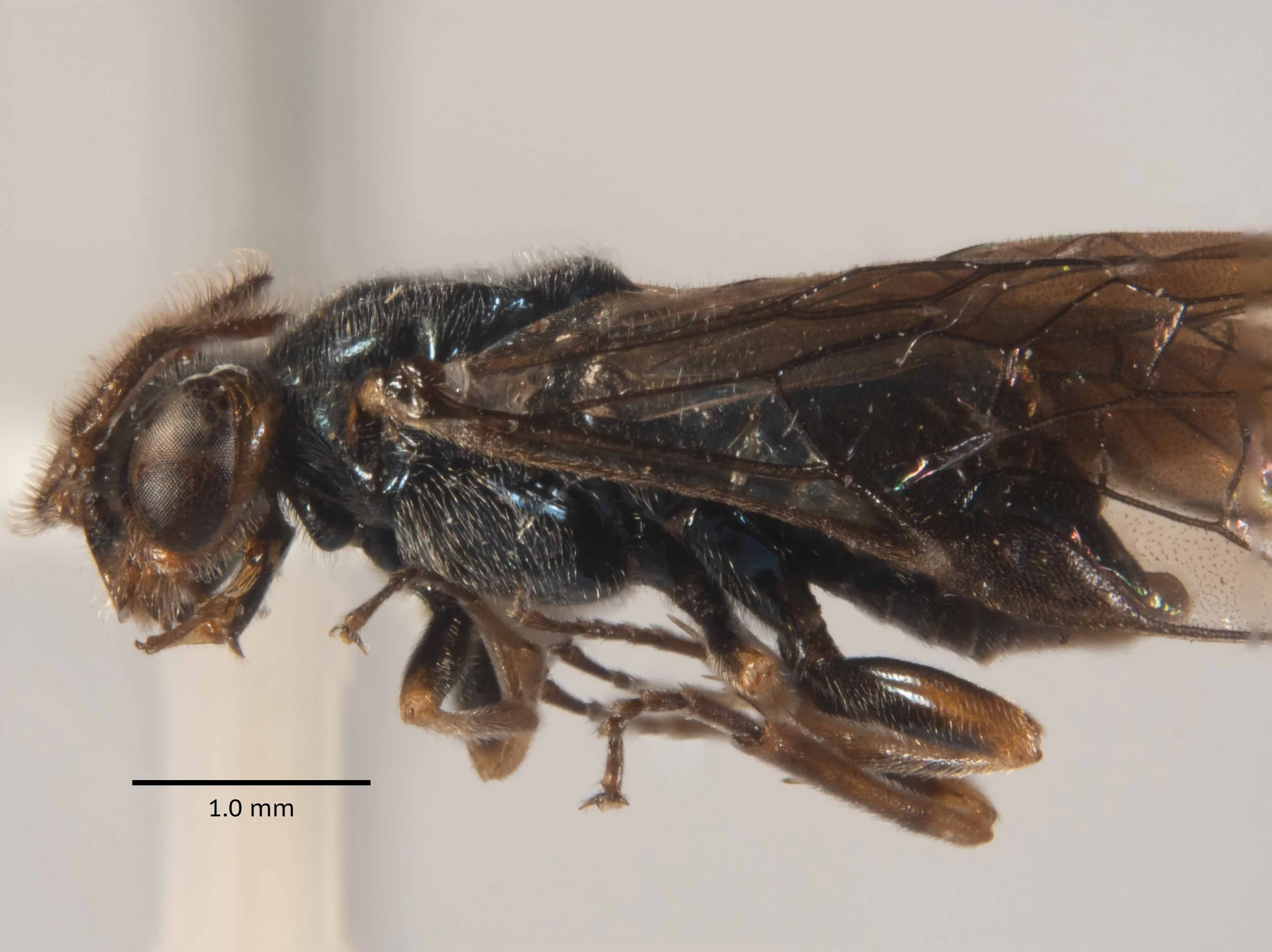  body length 4.7mm - scape, pedicel and flagellum orange, tinged with black - genae orange, vertex black - proboscis shorter than head, glossa shorter than prementum - pronotum black with thin posterior orange rim - mesopleurae, mesonotum, scutellum 