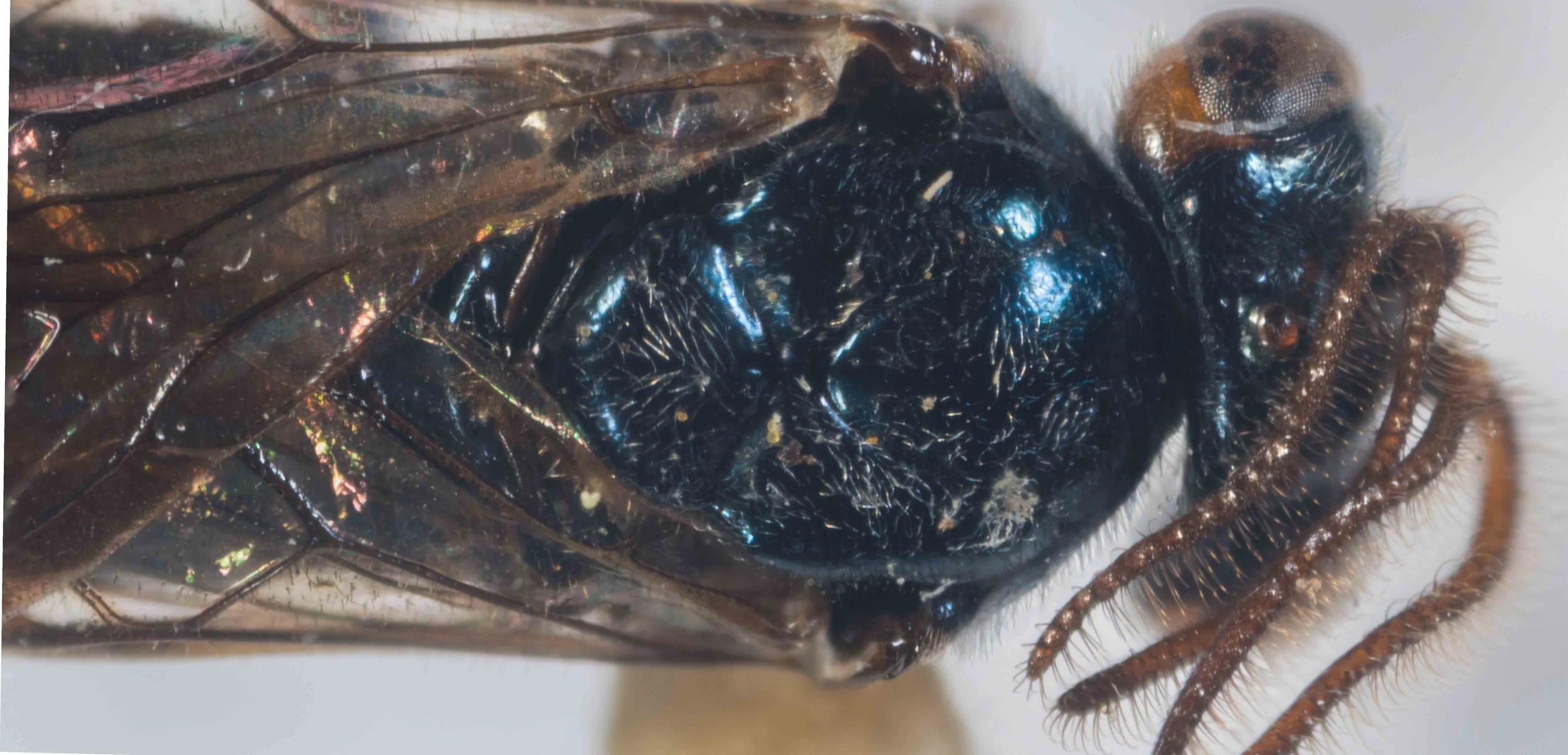  dorsal view head and thorax - distance between hind ocelli much greater than distance between ocellus and back of head - antennae 3 segmented, flagellum bifurcated, setose; flagellum all dark orange - vertex black, genae orange; vertex pilose - meso