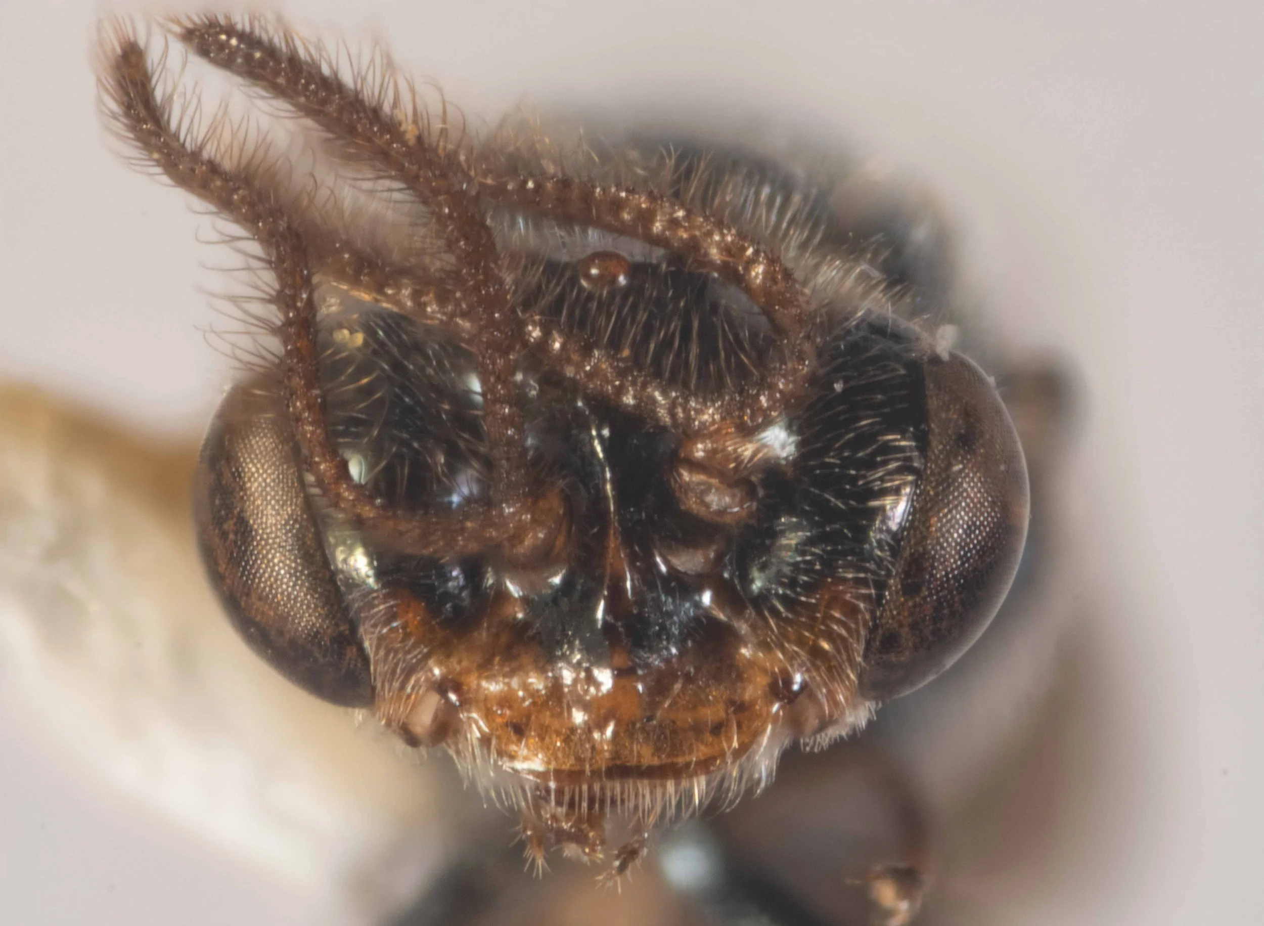  frontal view head - scape and pedicel orange; flagellum orange - vertex, face, dorsal half of clypeus black; ventral half of clypeus, labrum, mandibles, inner orbits orange - vertex, face, inner orbits, mandibles pilose 